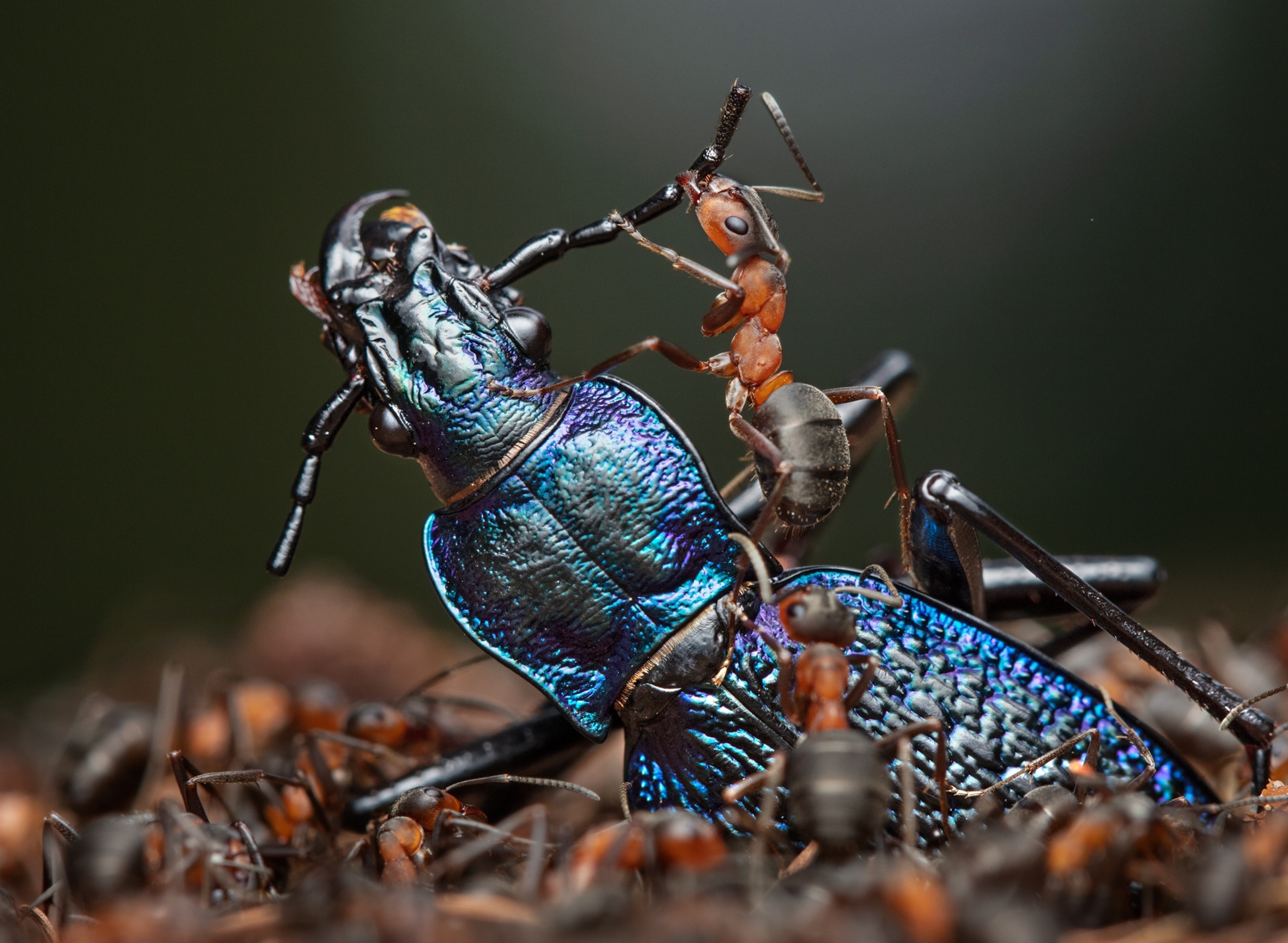 Blue Ground Beetle surrounded by European Red Wood Ant workers. One has climbed on top of it, pulling at right antenna.