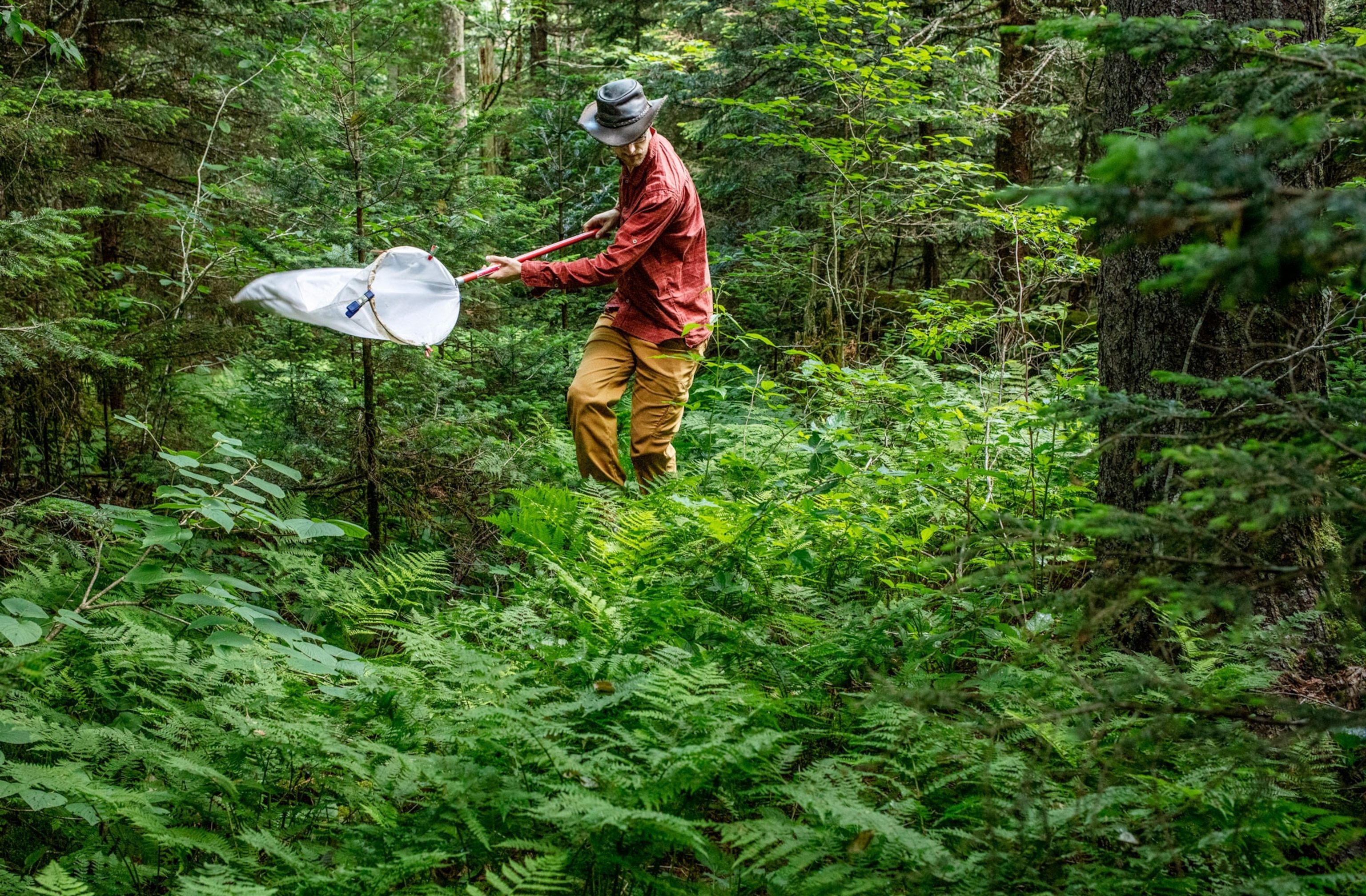 a man with a bug net
