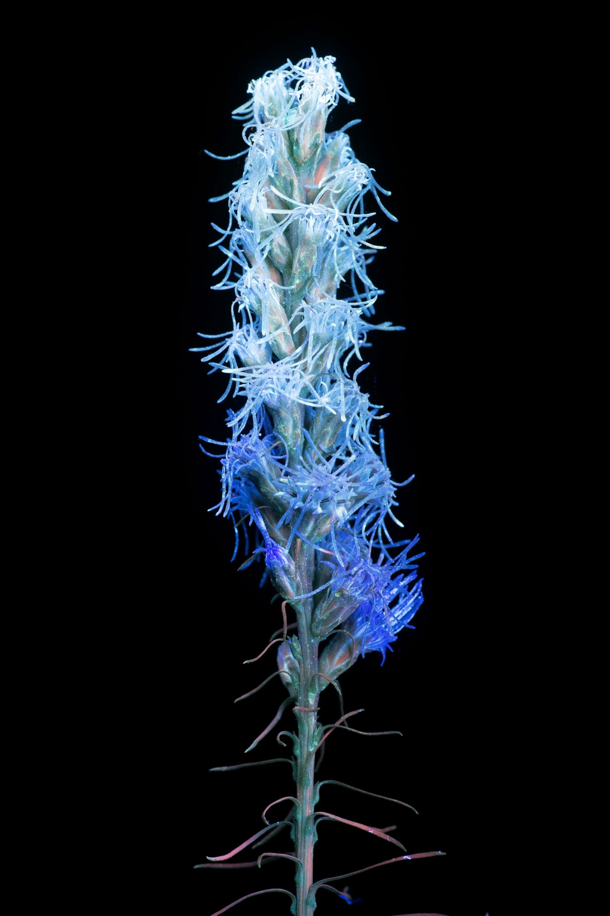 liatris spicata