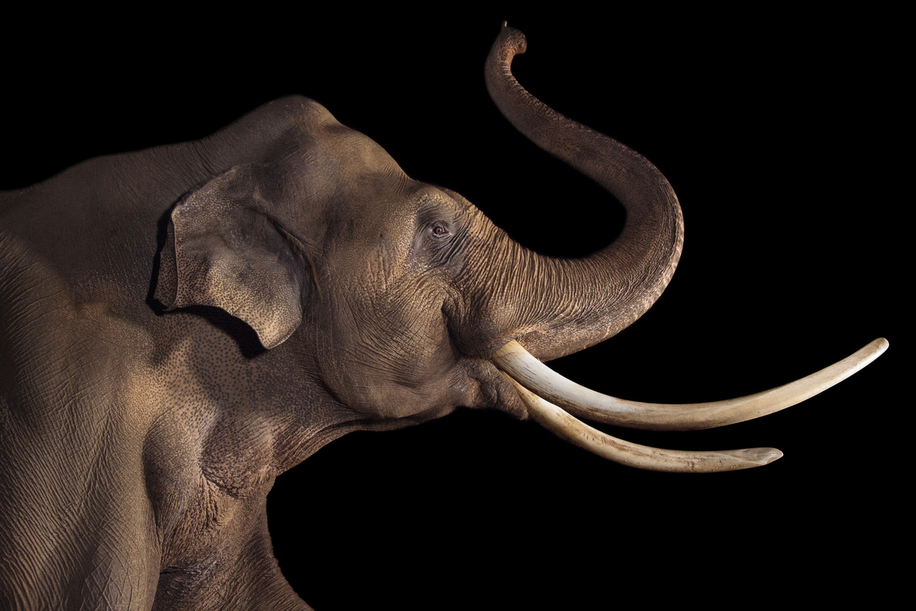 an Asian elephant