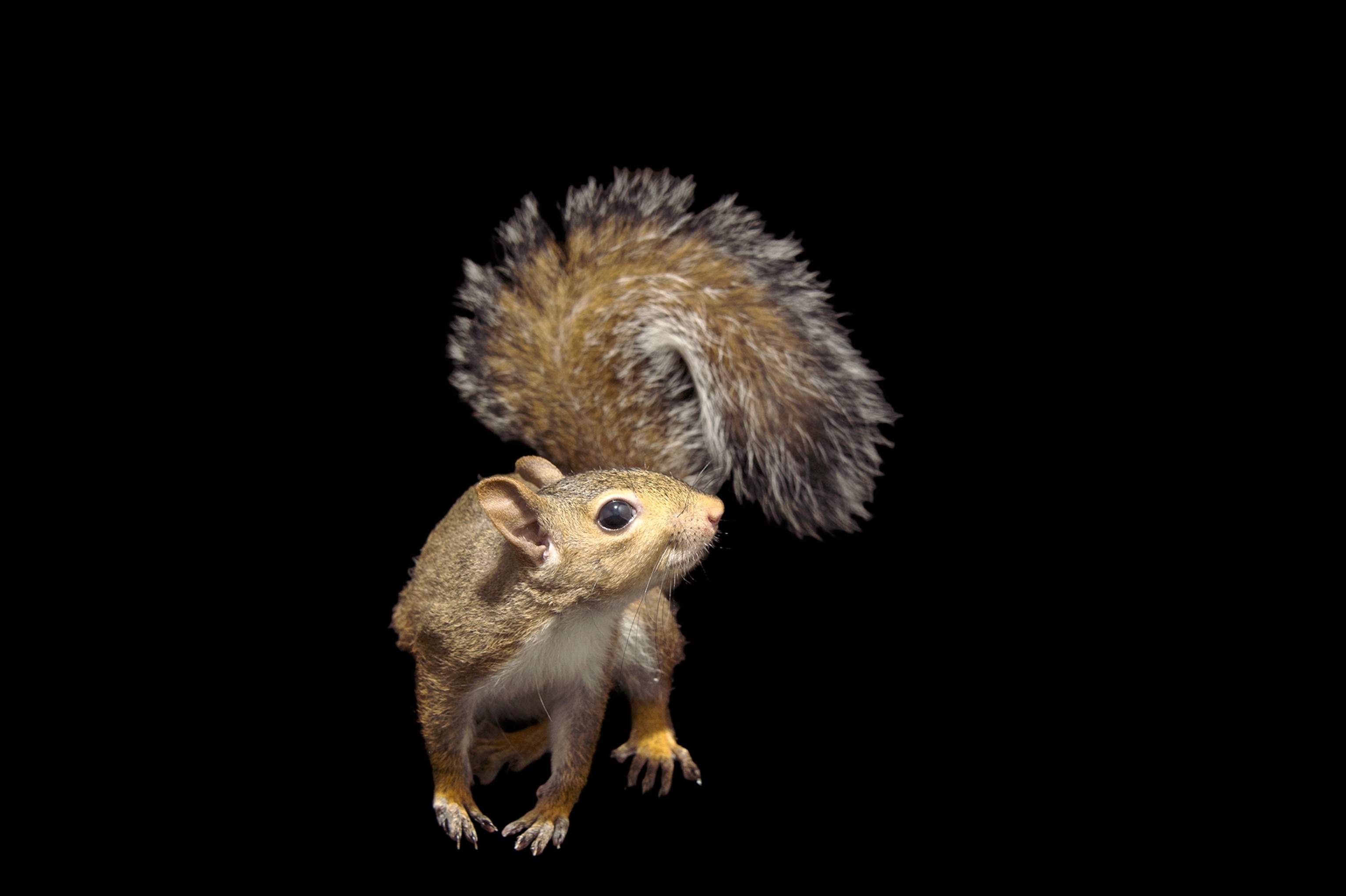 an eastern gray squirrel