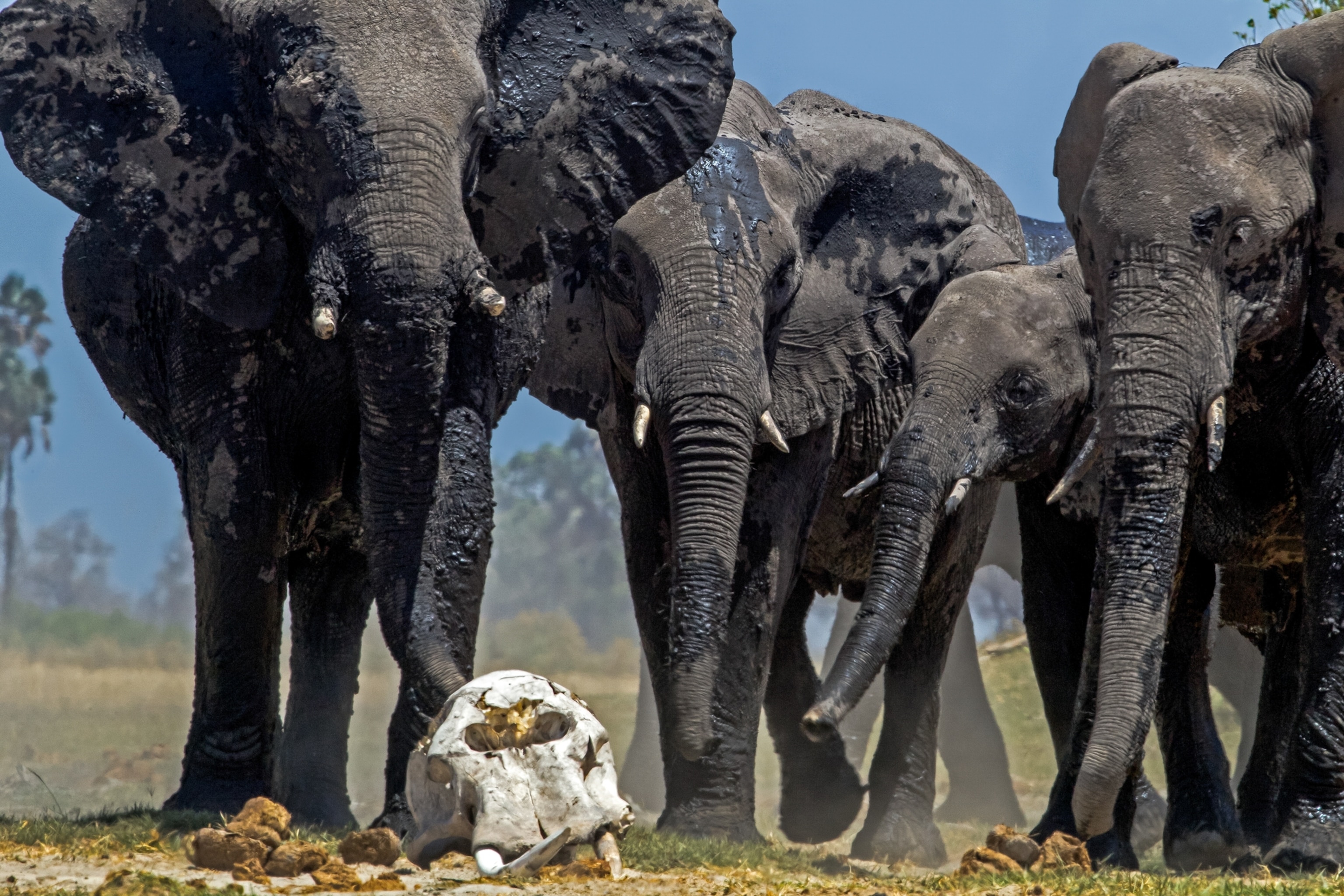 Three adult elephants and one juvenile elephant stop to look at the skull of a deceased elephant.