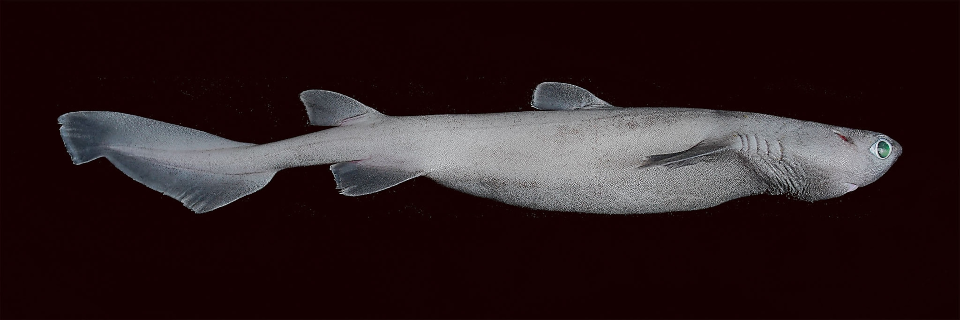Picture of grey shark on black background