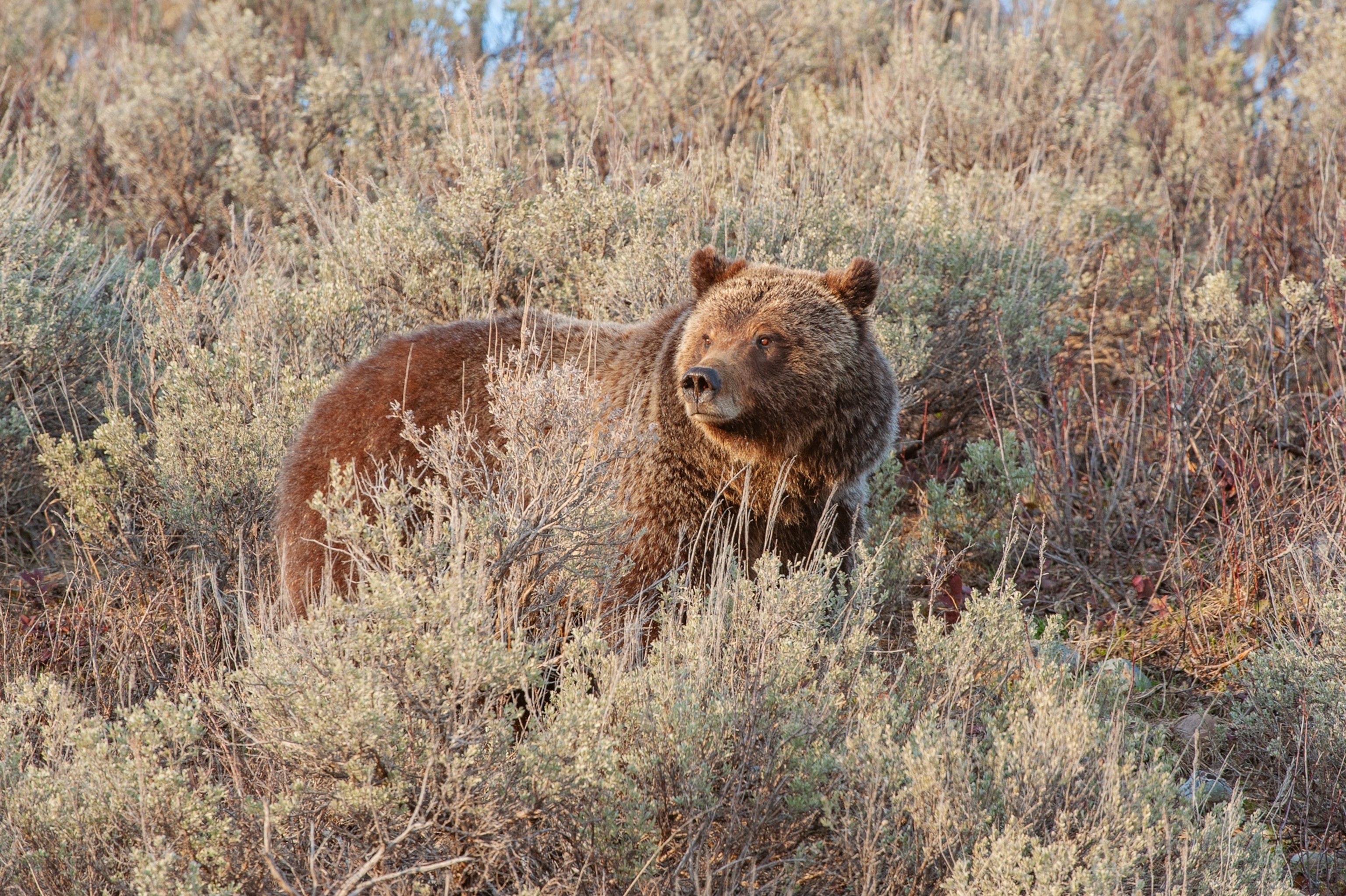 A brown bear surrounded by brush in warm sunlight.