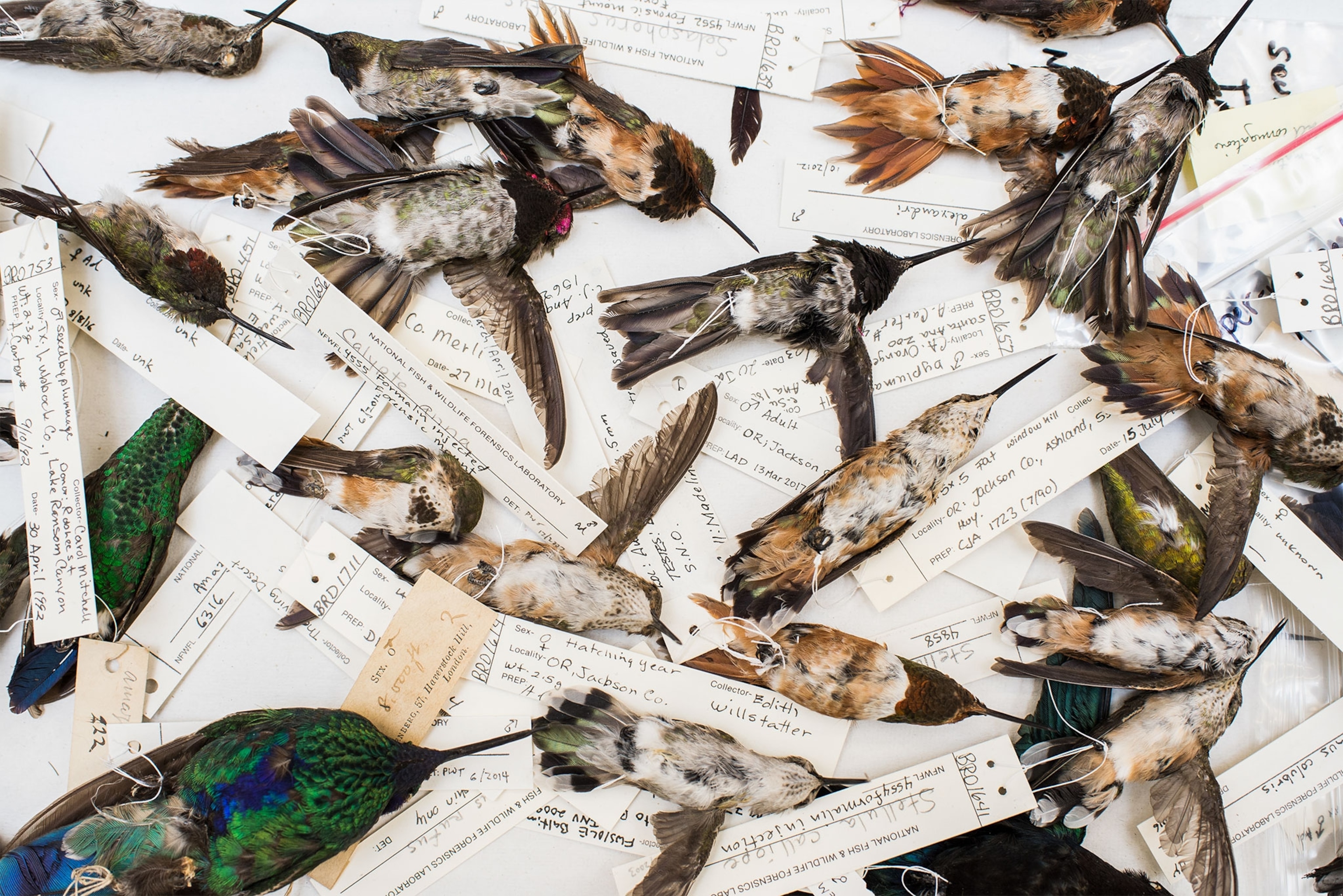 dead hummingbirds