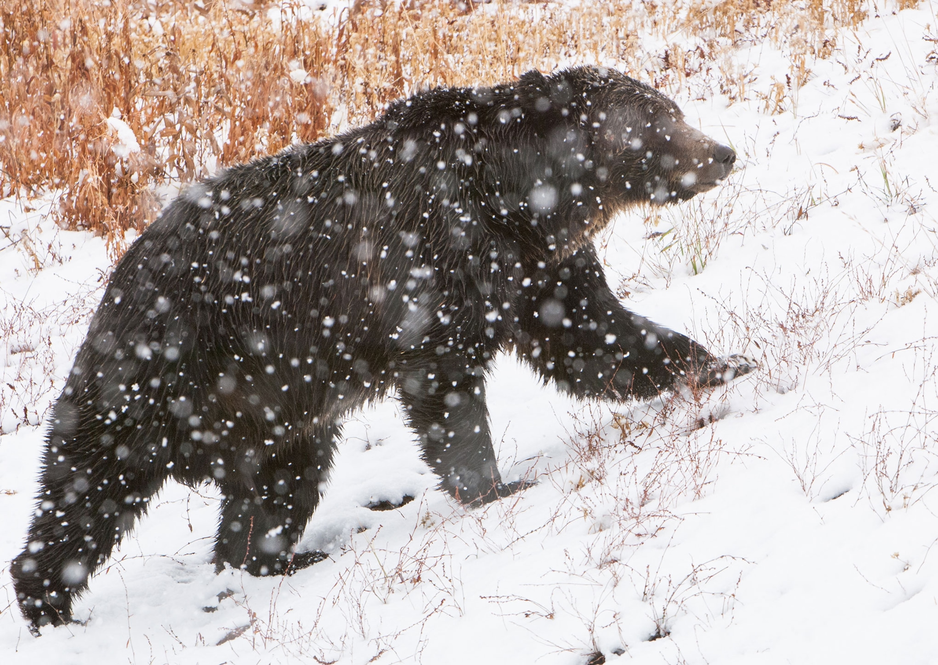 a grizzly bear