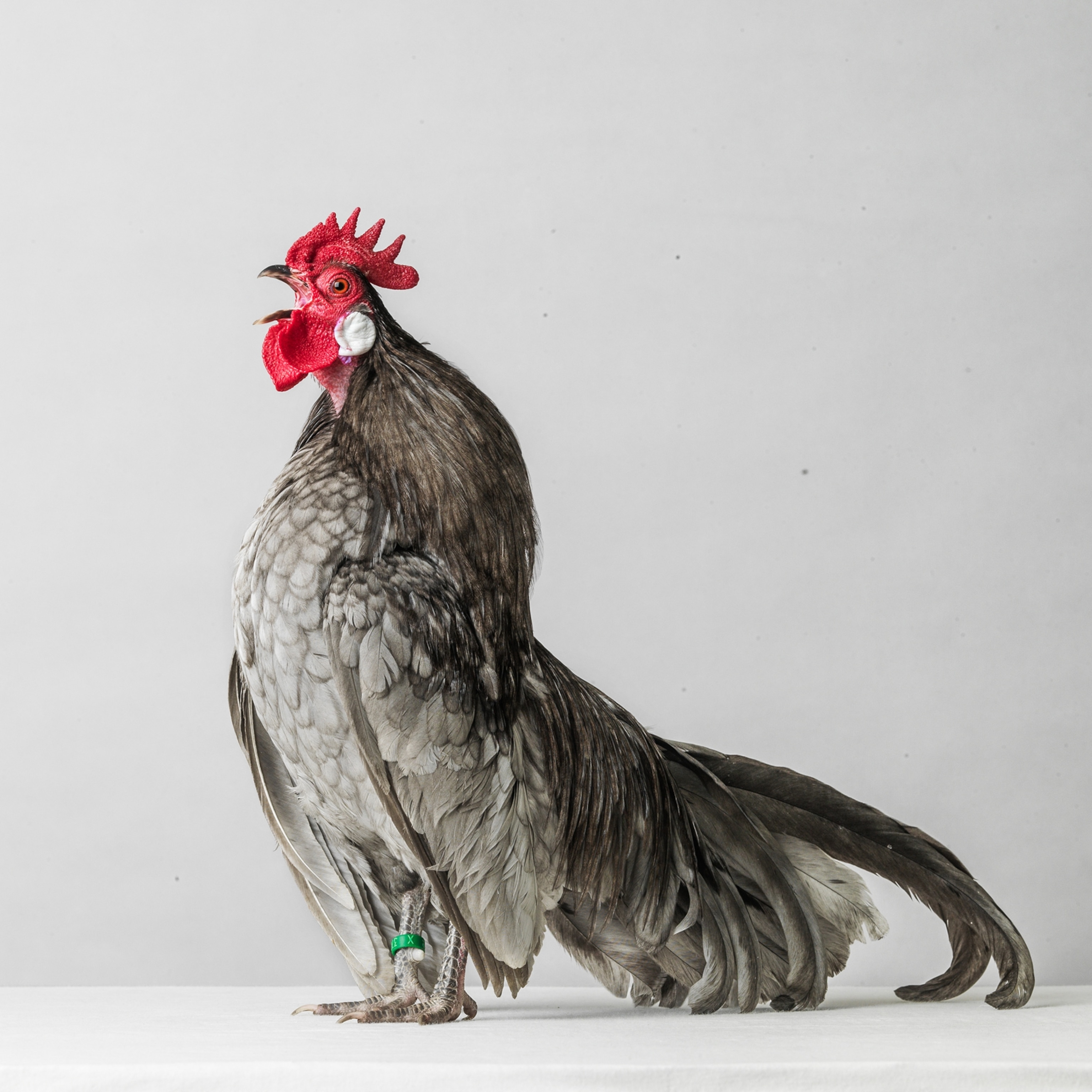 Picture of grey rooster with very red head.