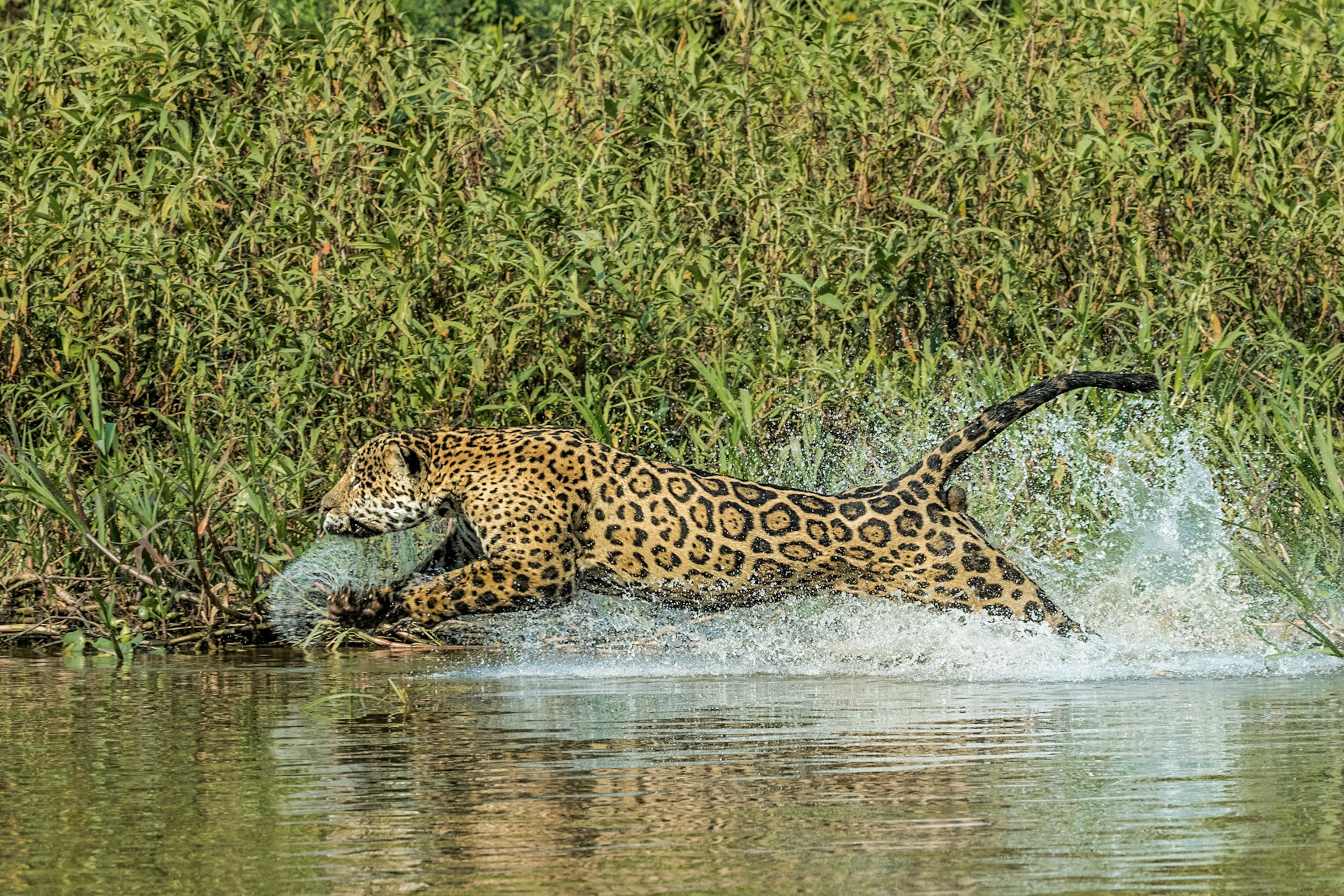 a jaguar chasing a caiman in the river as water splashes all around him