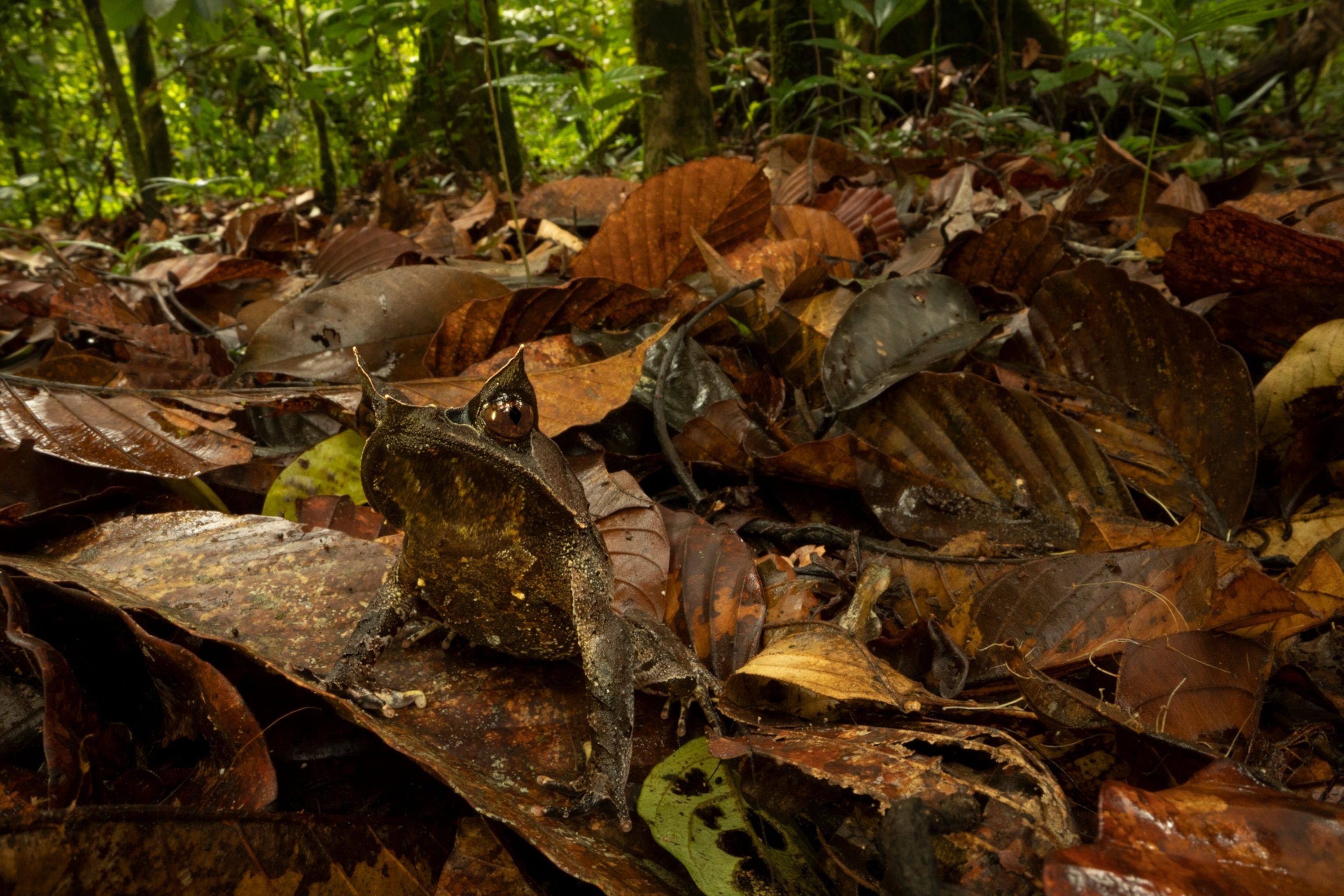 A Bornean horned frog blends in by sitting atop brown leaves that cover the ground. Above its eyes are "horns" that resemble those of cat ears.