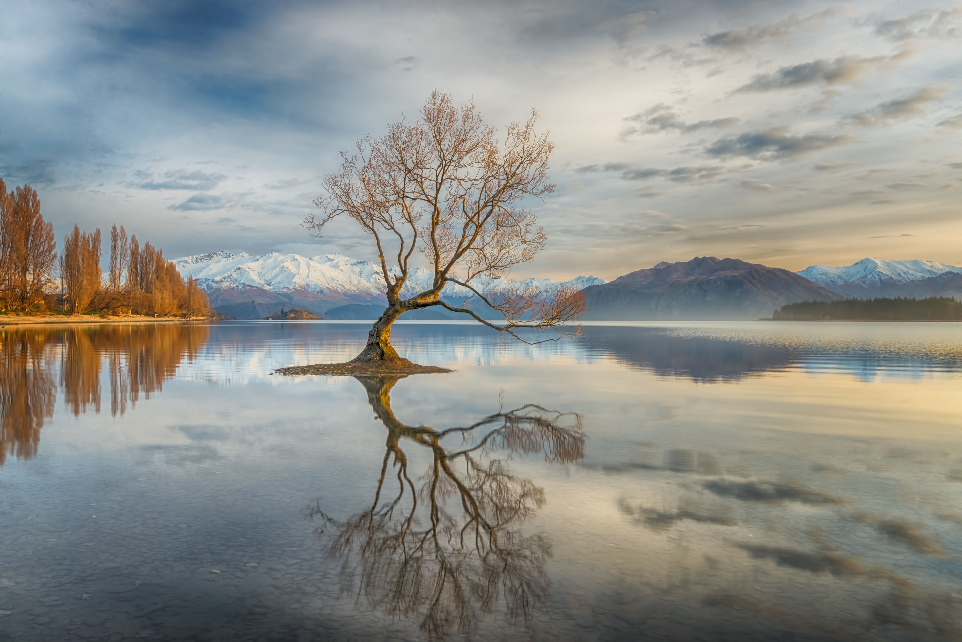 wanaka tree growing in a lake in Otago, New Zealand