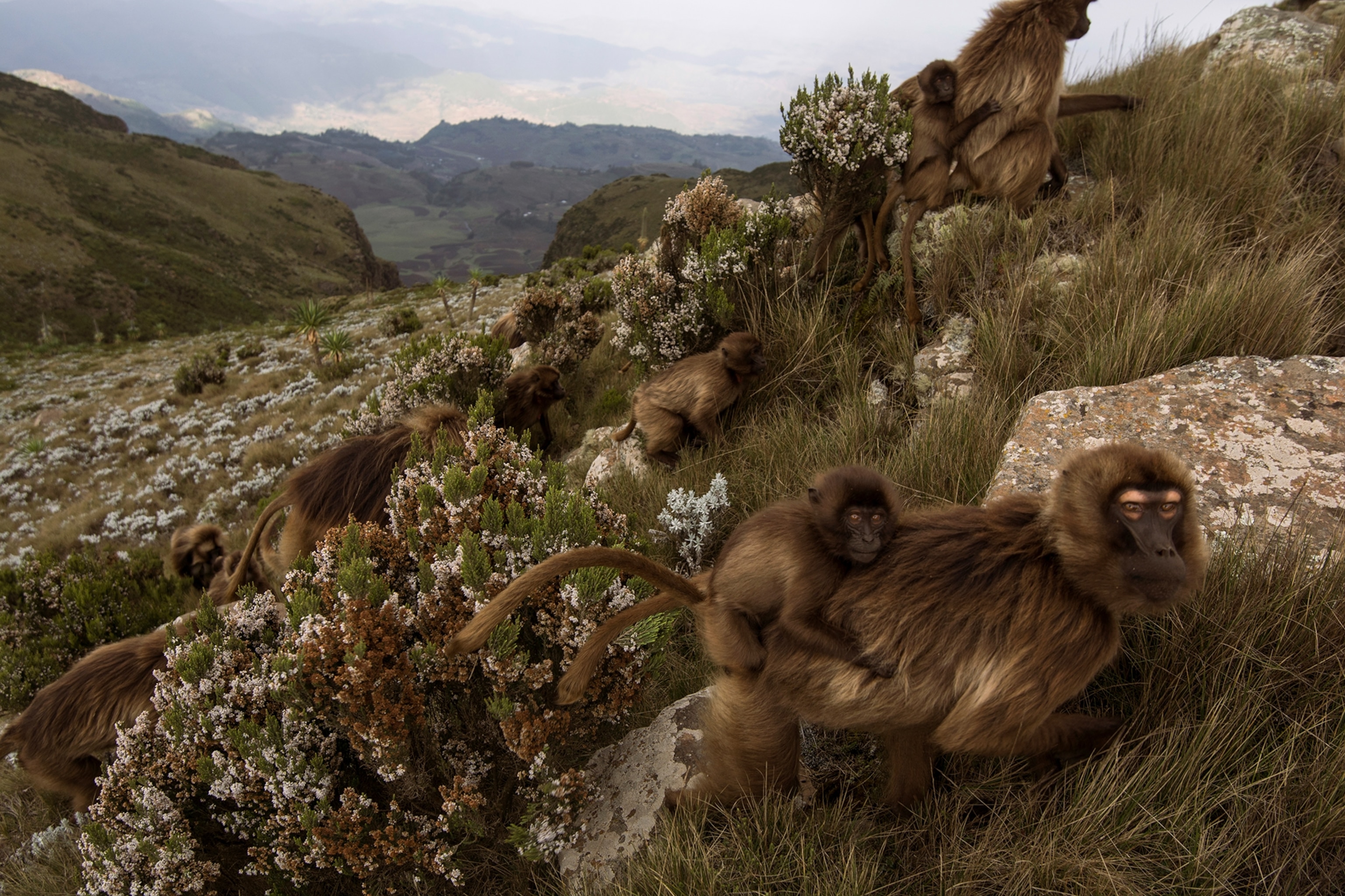 geladas on a mountain side