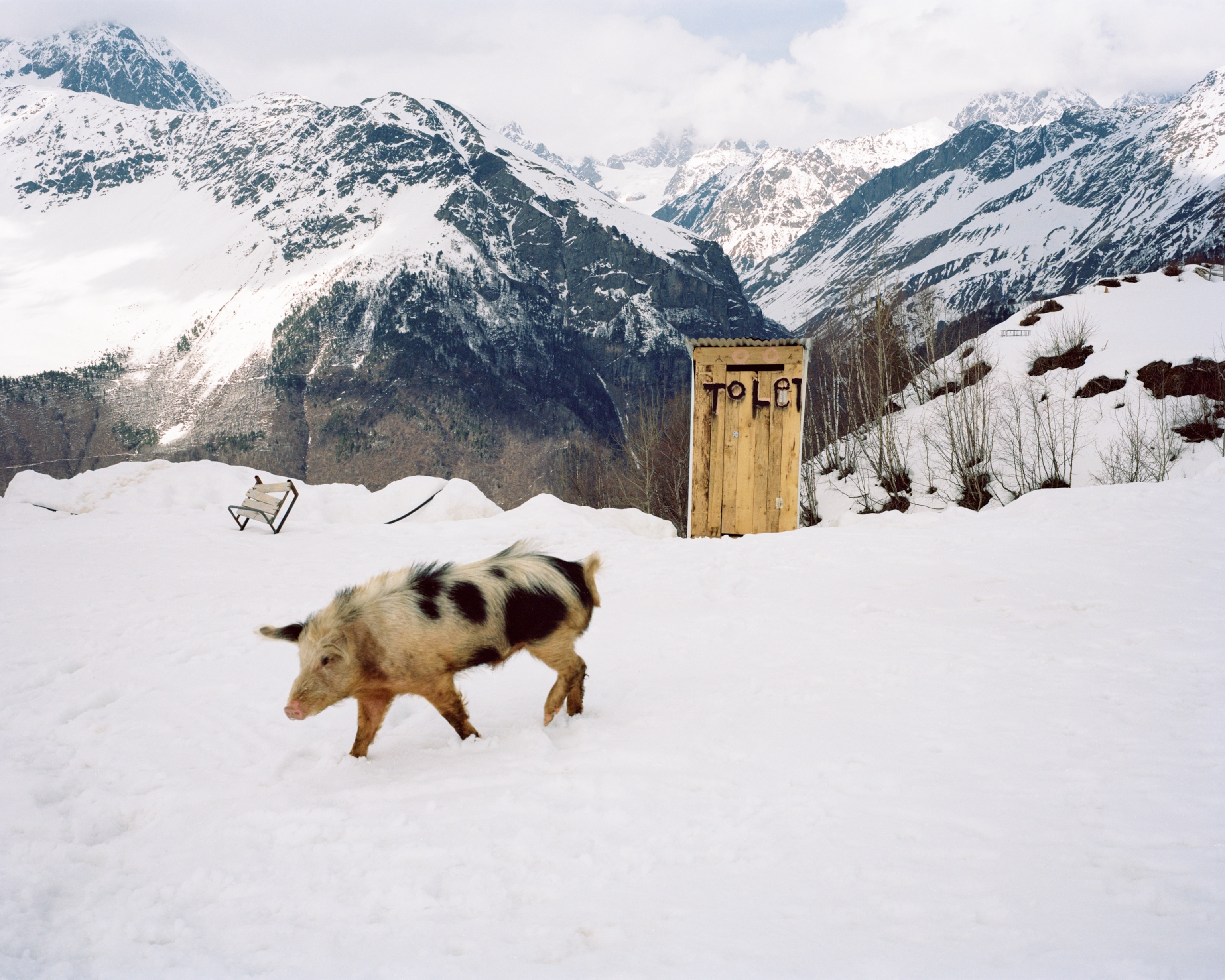 A pig walks in the snow past an outhouse at the Tetnuldi ski resort