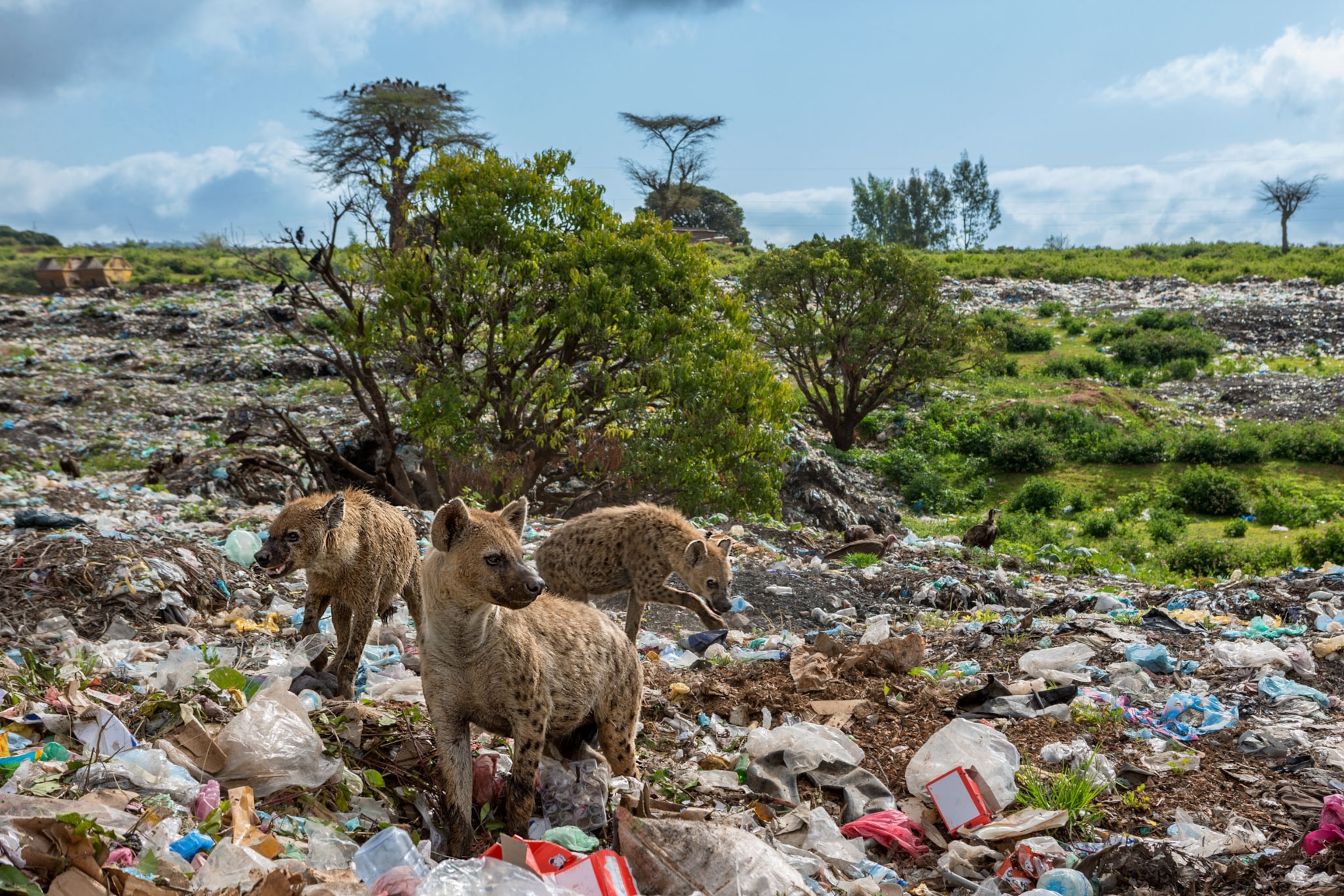 three hyenas scavenging at a landfill filled with trash on the ground