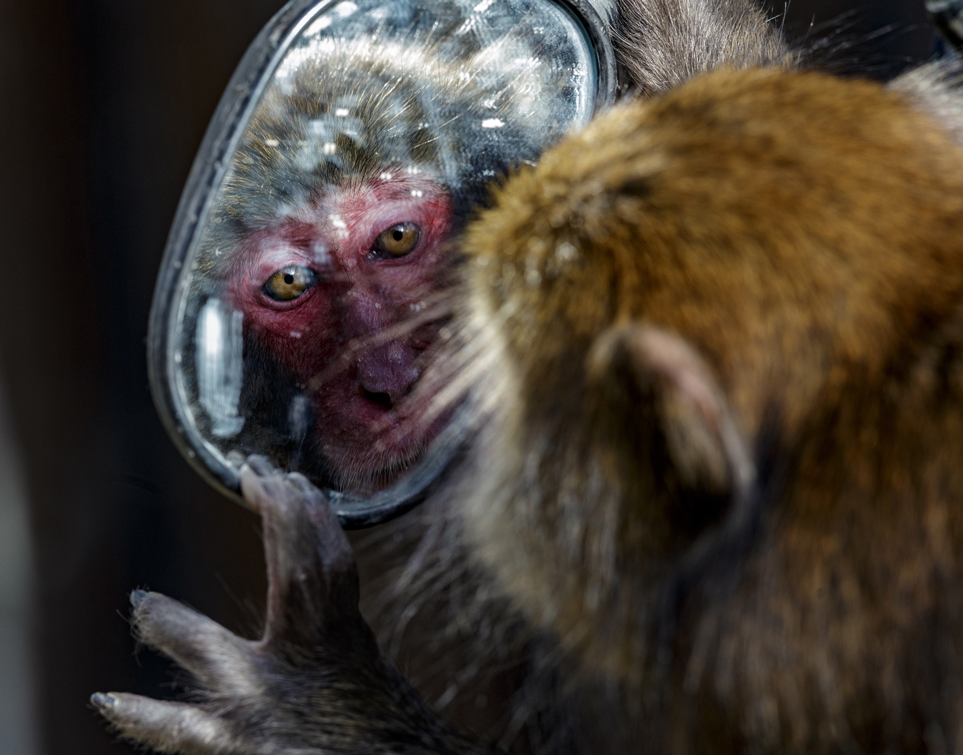 A Japanese Macaque holds a small dirty mirror in front of their face looking deep into their reflection as one hand gently touches the edge of the mirror's frame.