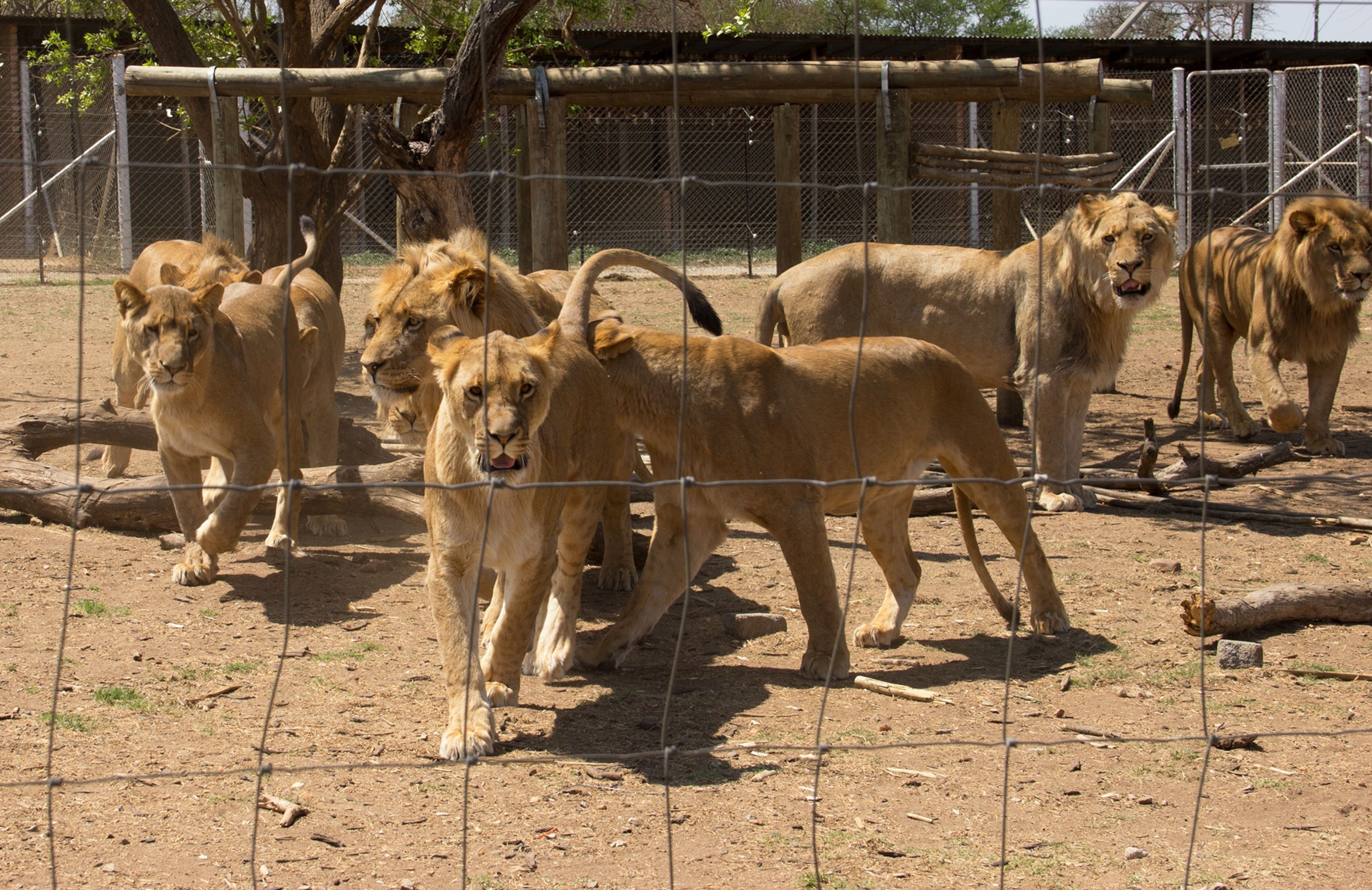 lions in cages in South Africa