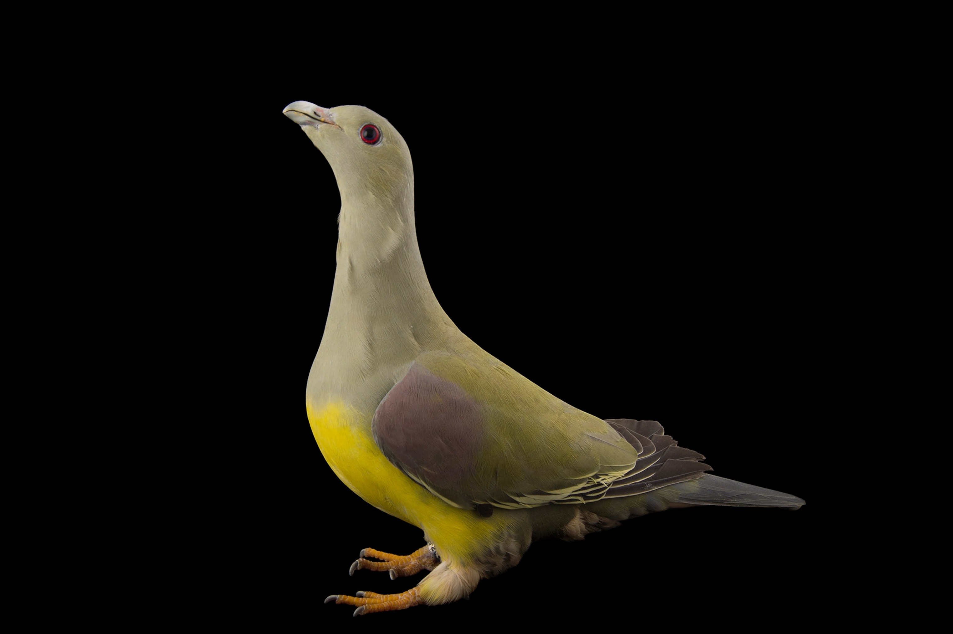 Studio photograph of a Bruce's green pigeon