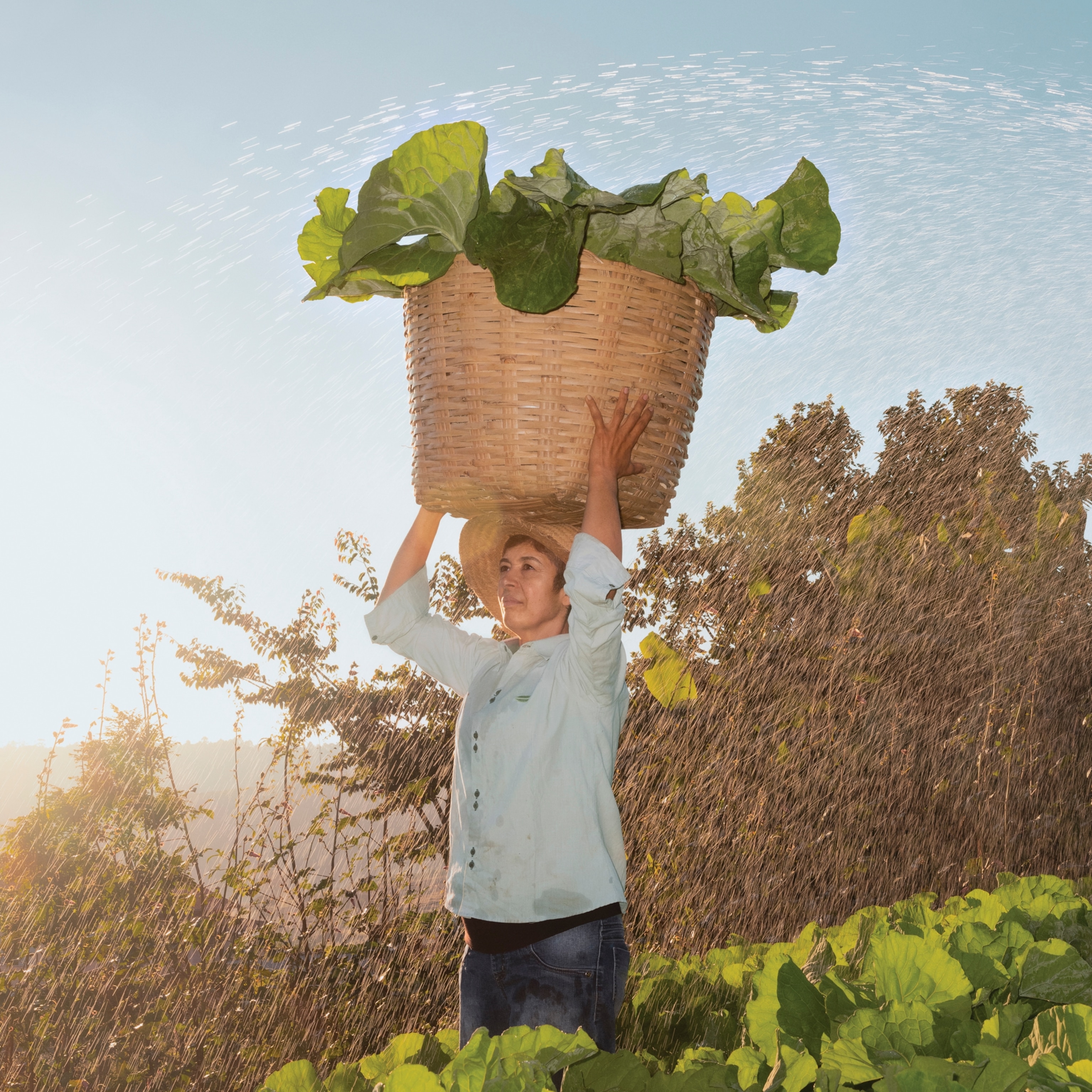 A woman walks through a low field of crops with a wicker basket full of leaves on her head as a sprinkler sprays water behind her.