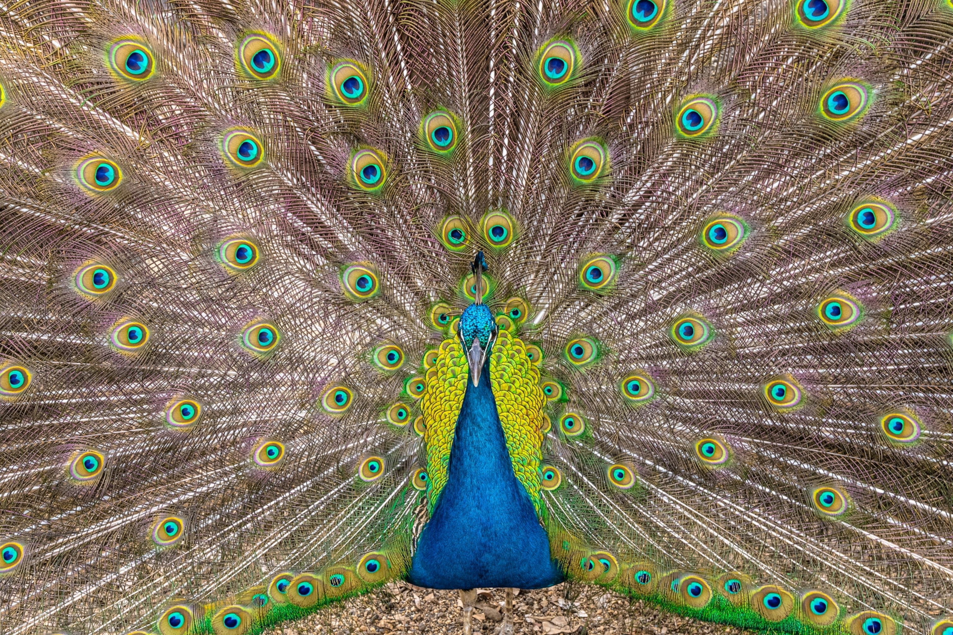 An array of greens blues and browns on a peackok's feathers.