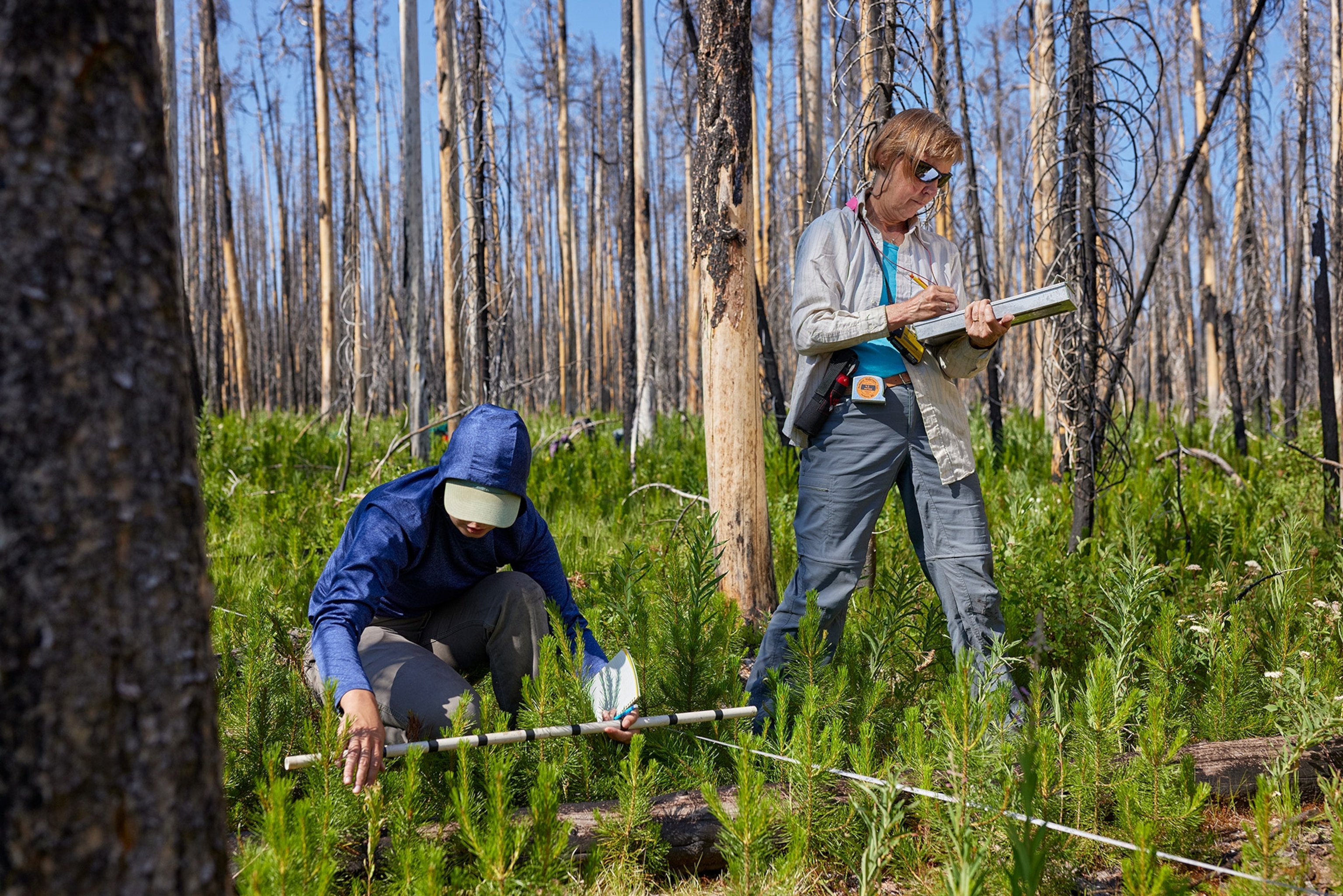 Researchers count lodgepole pine seedlings in an area where the Berry Fire burned forests that were about 150 years old.