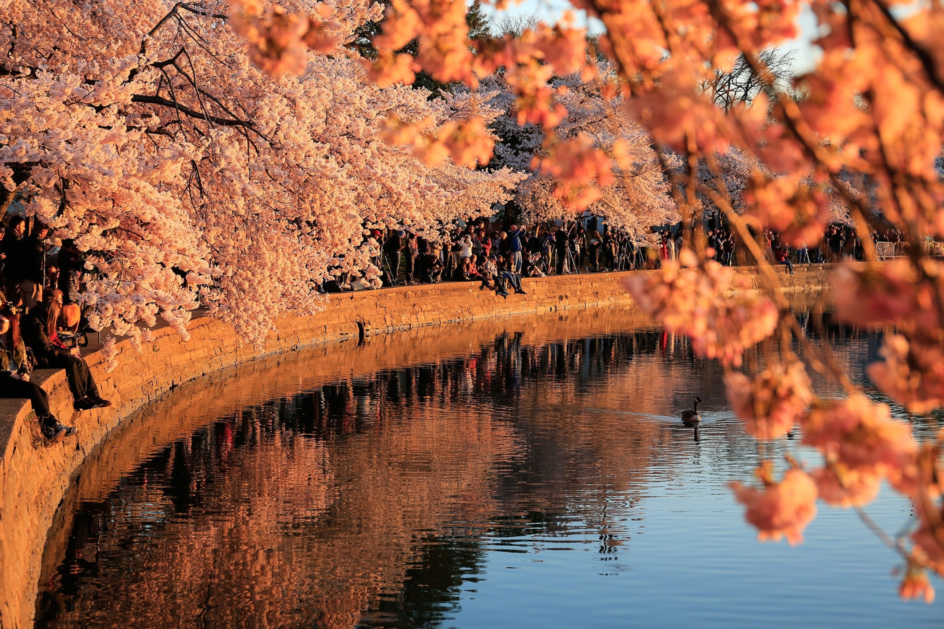 People and cherry trees drape their limbs over the edge of a water basin