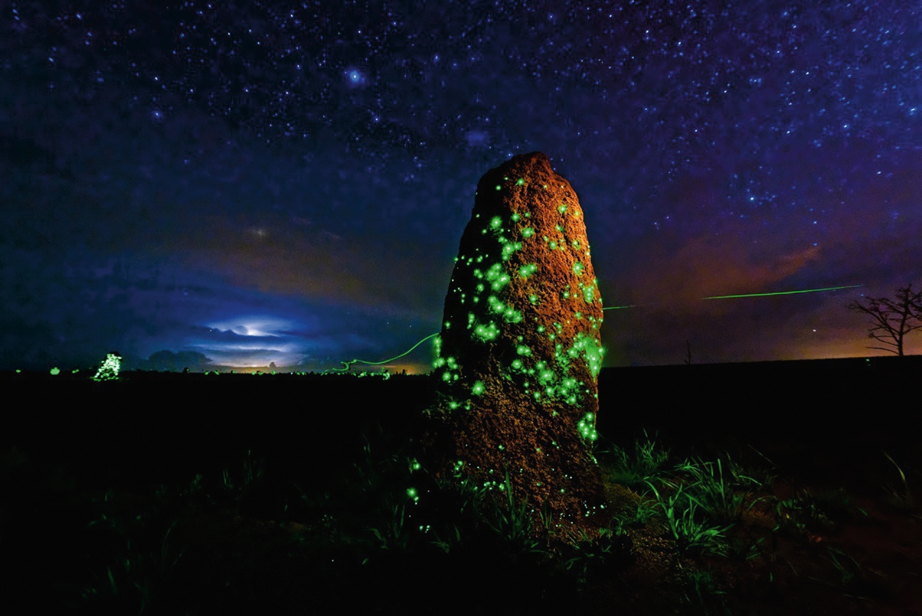 larval click beetles living in termite mounds lighting up at night