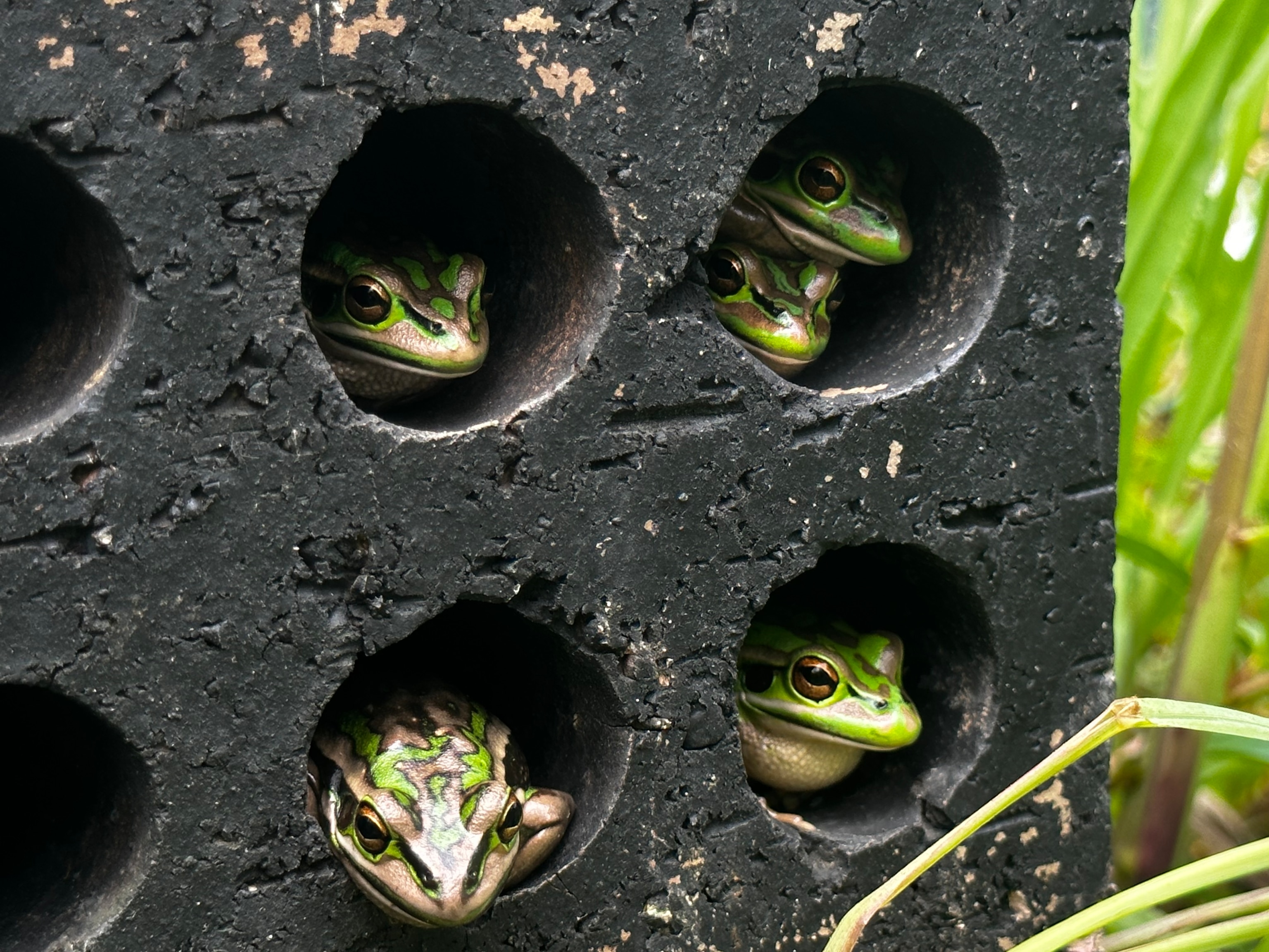 Frogs sit in bricks with circular openings.