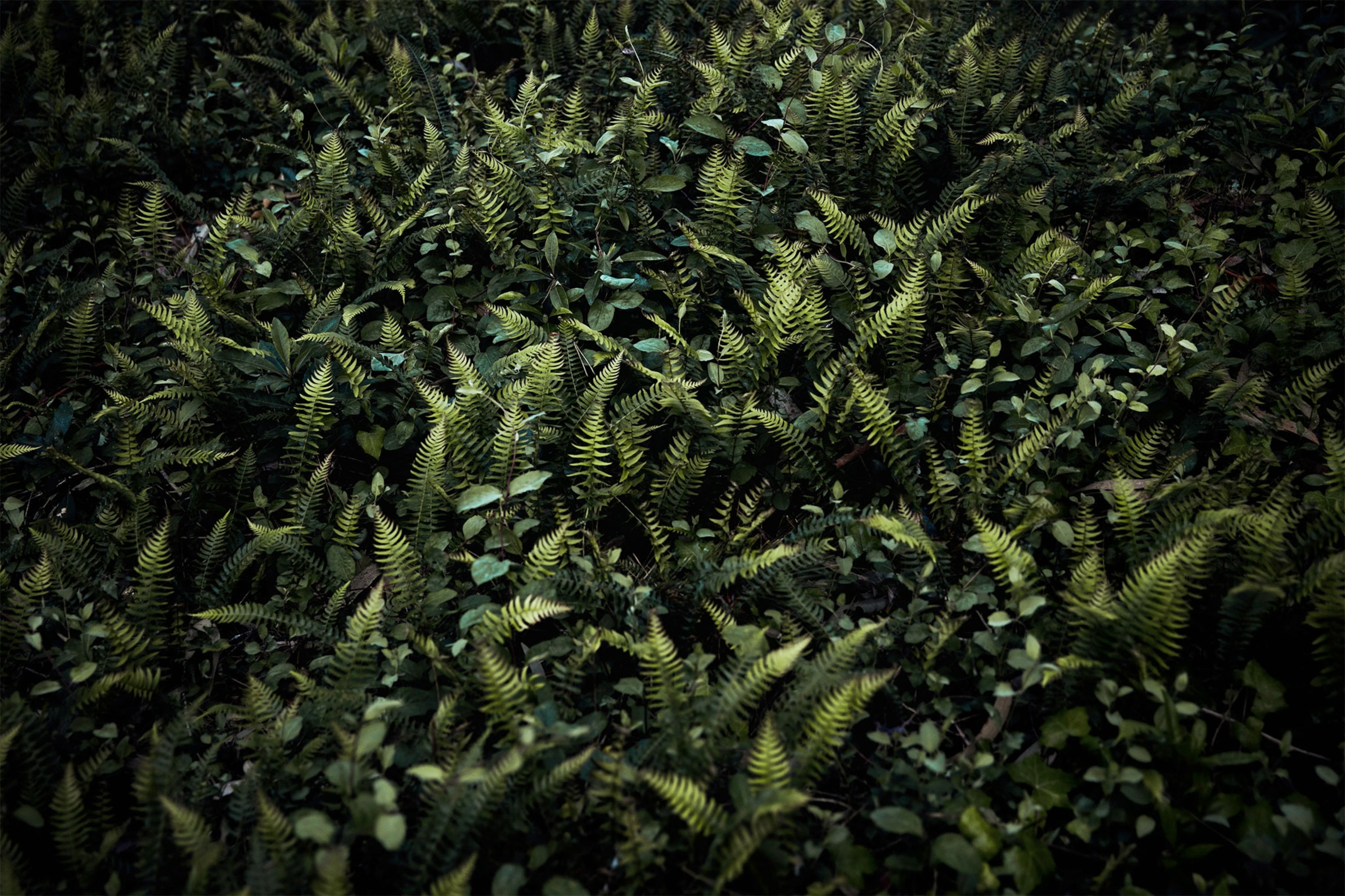 a forest in Uruguay
