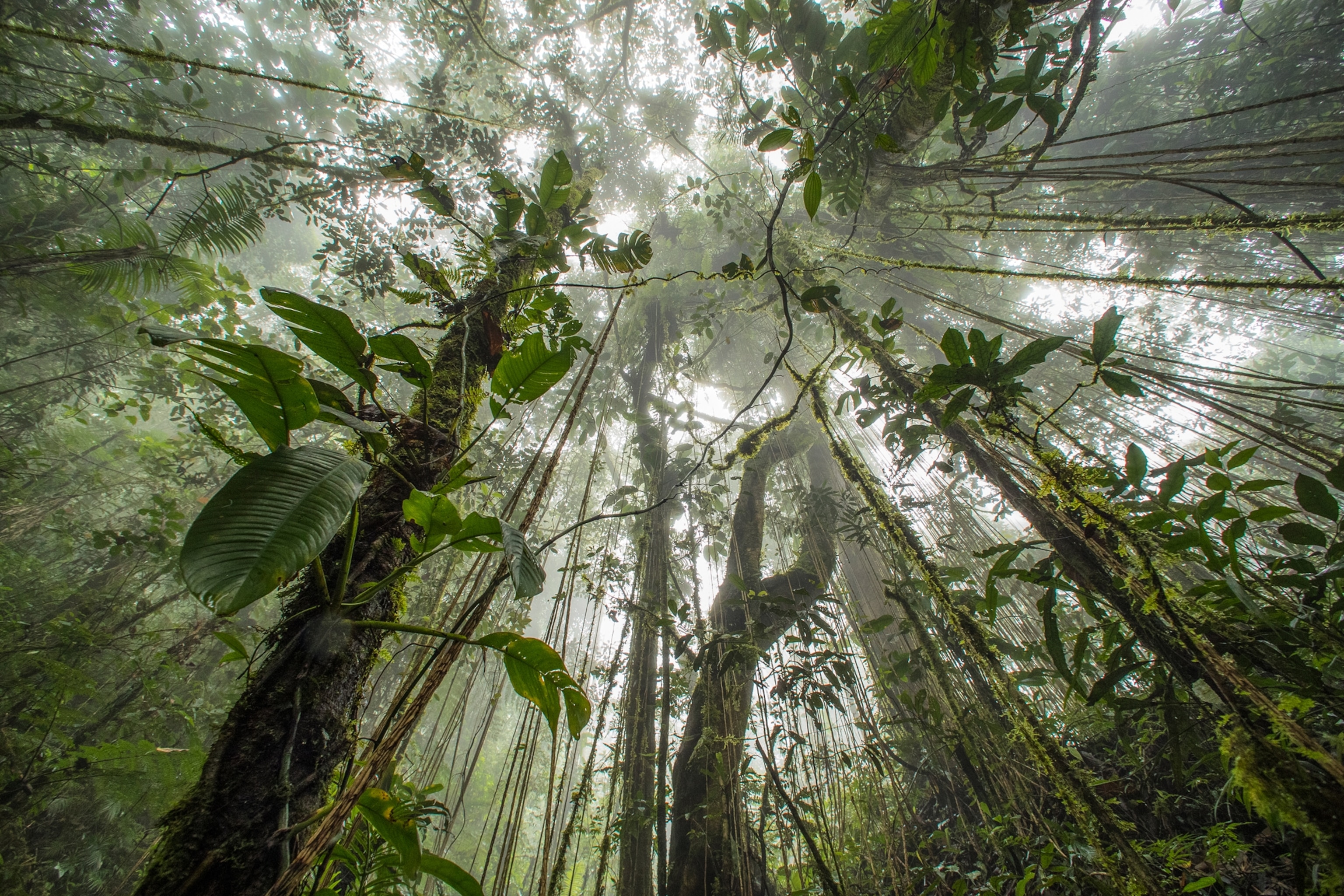 trees