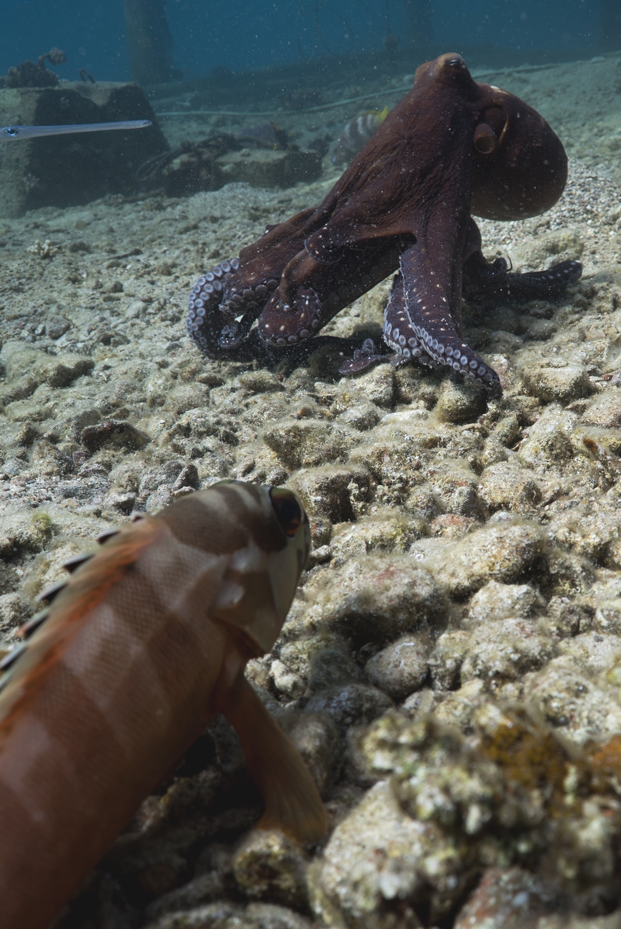 A fish stops right in front of a purple octopus.