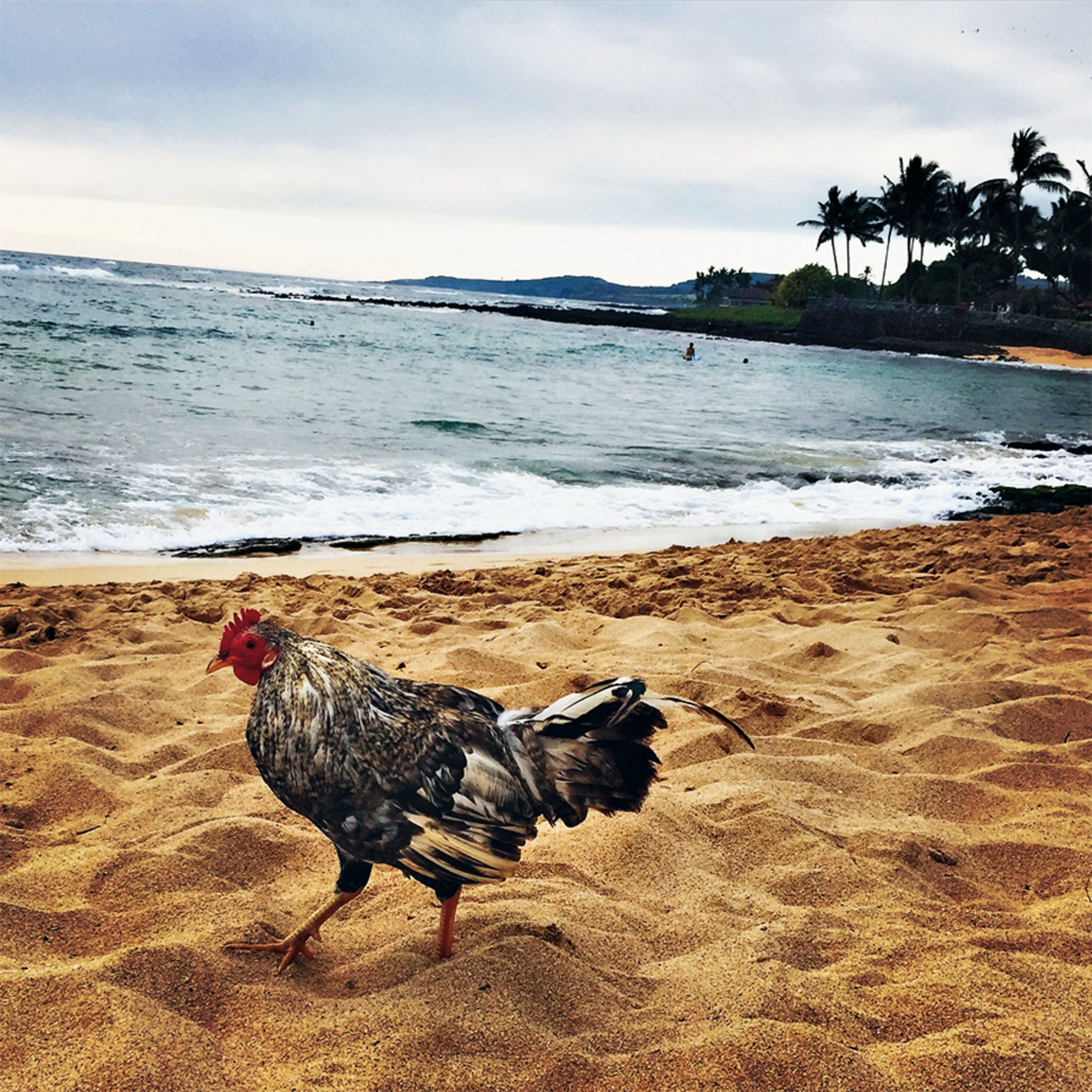 a chicken on the beach