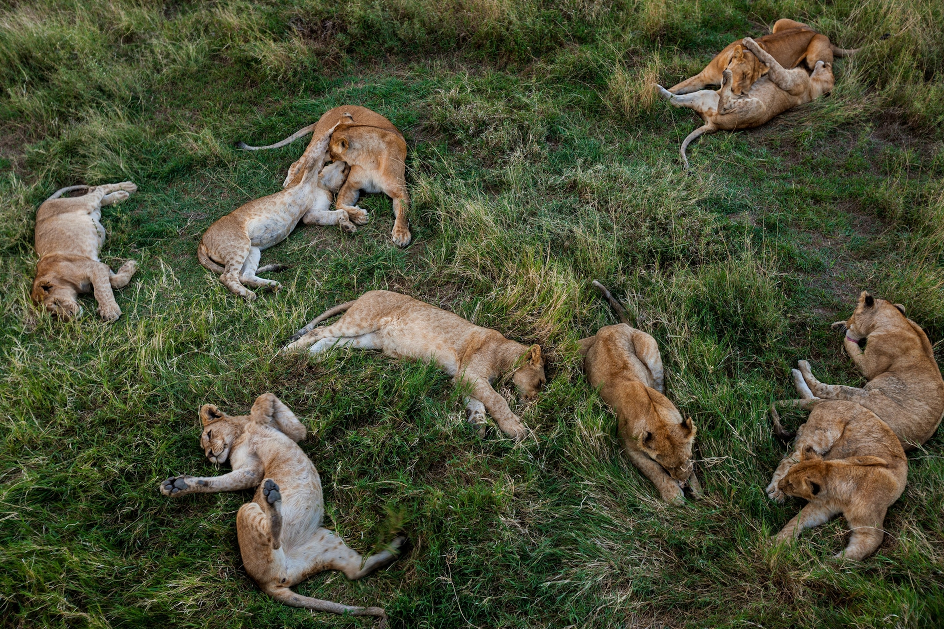 lions laying in the grass in Tanzania
