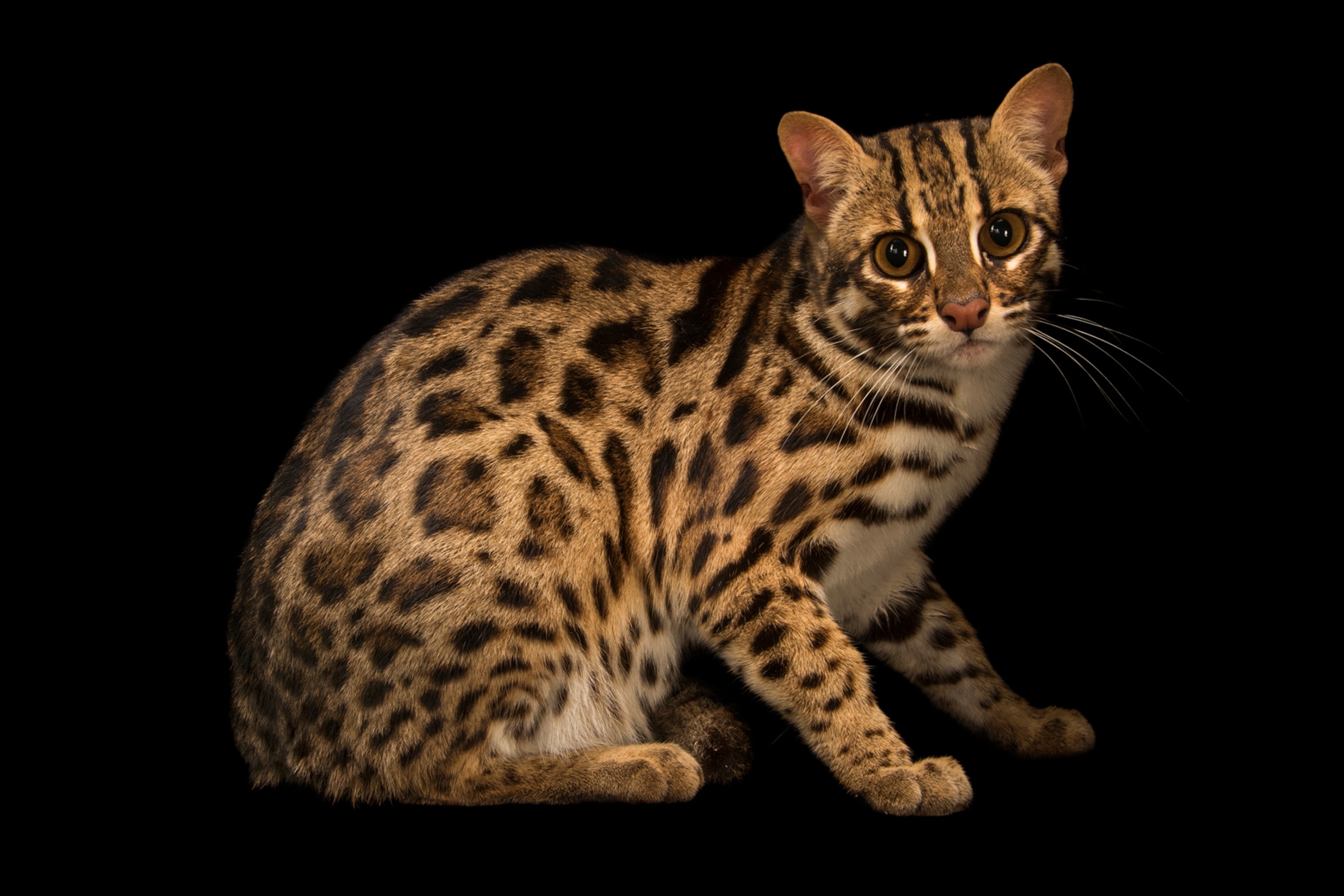 a leopard cat