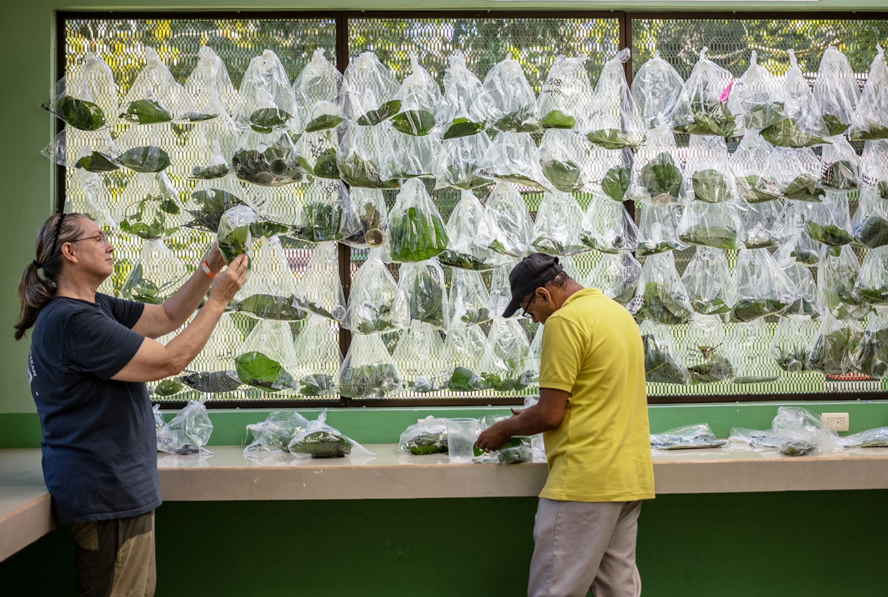 two scientists examining plastic bags filled with caterpillars