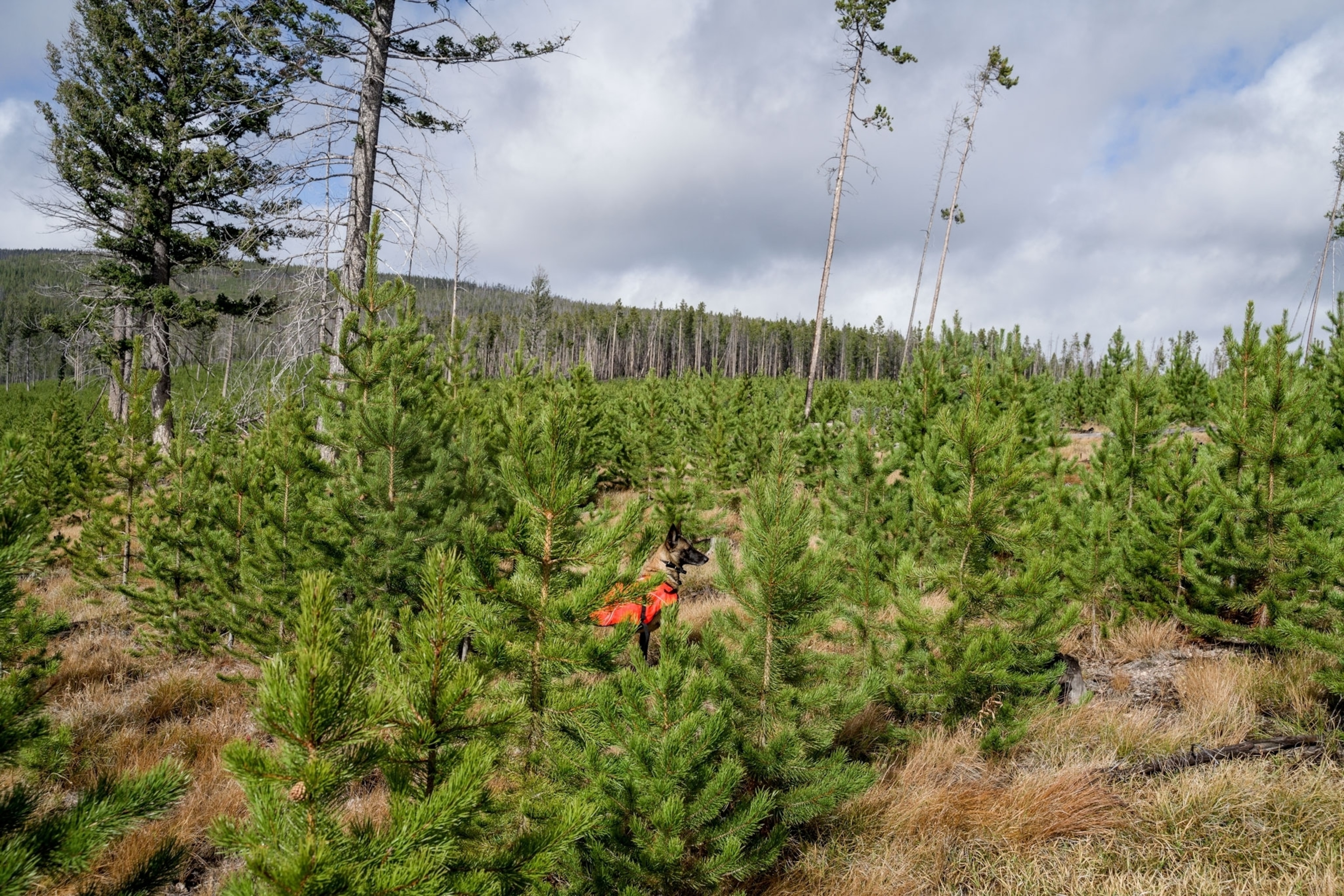a dog sitting among short green pine trees