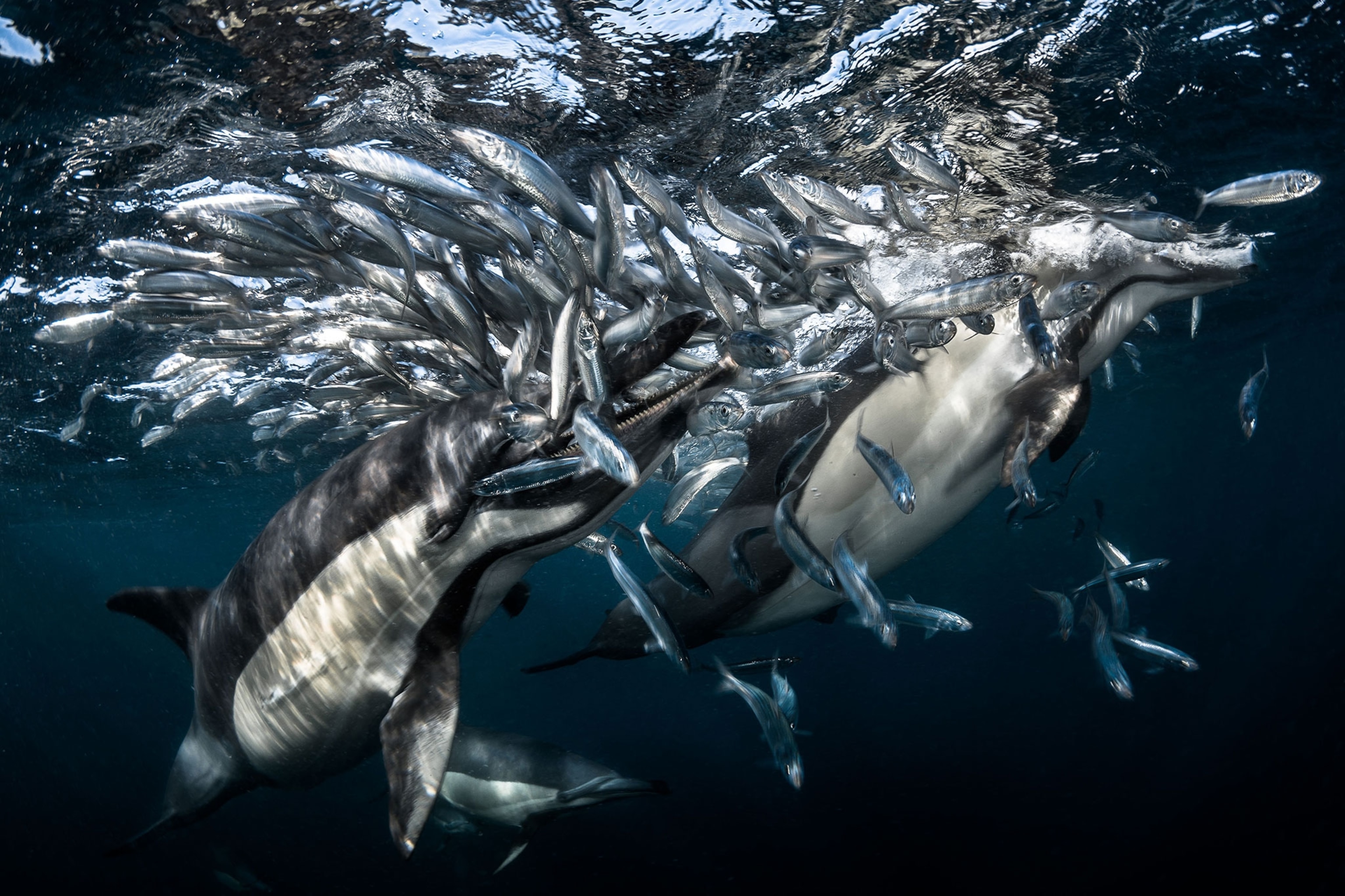dolphins feeding