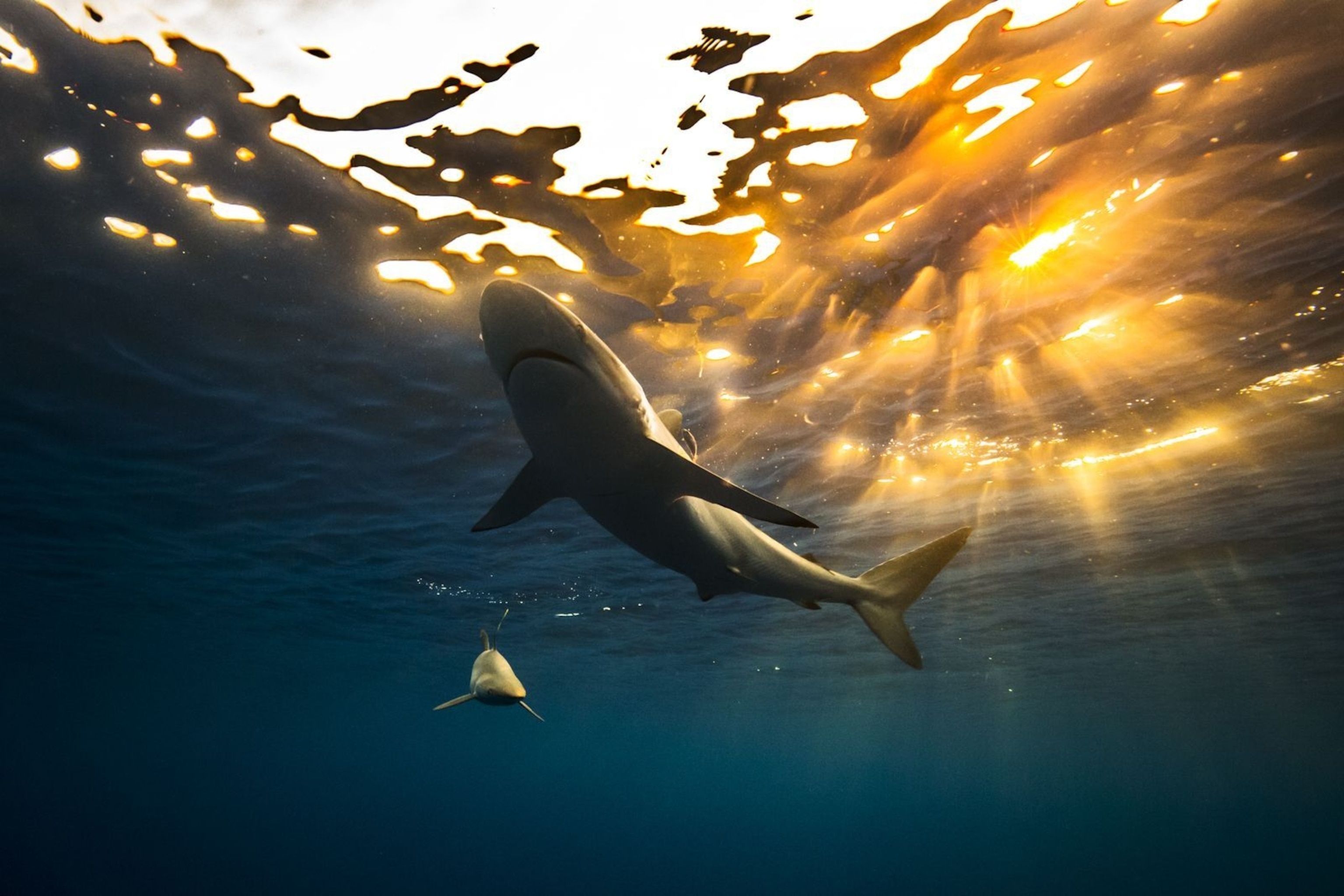 shark in Jardines de la Reina in Cuba
