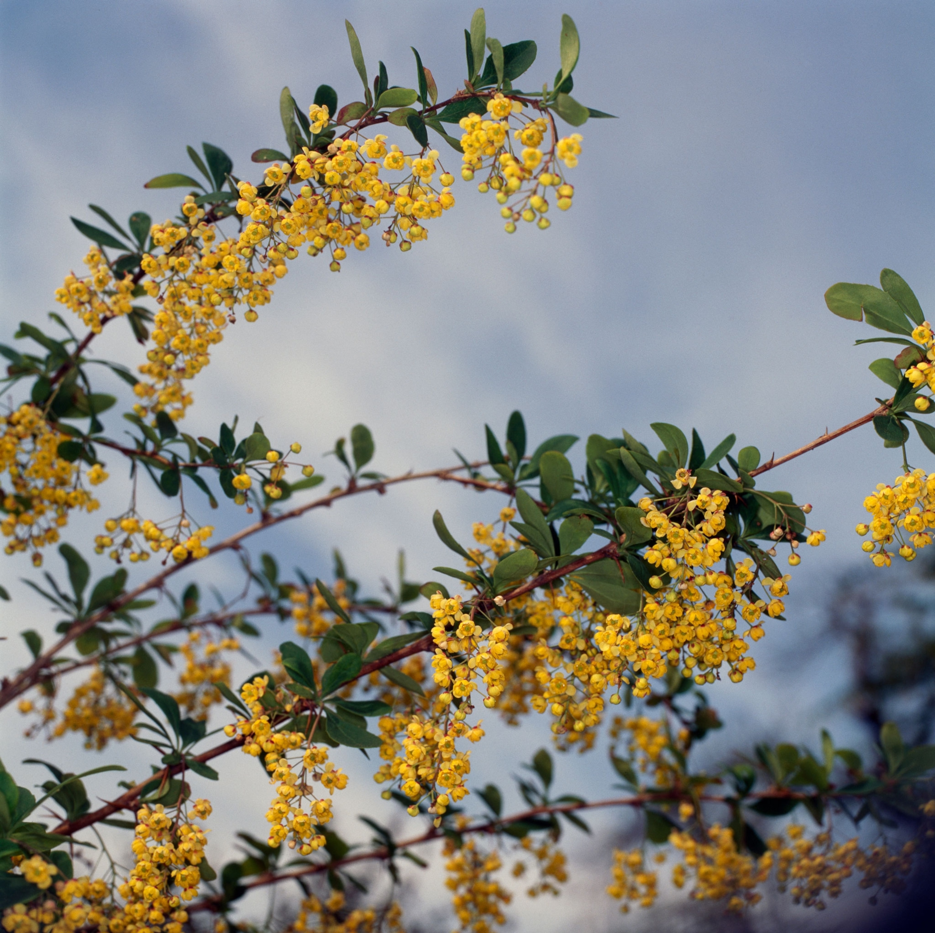 a yellow flowering shrub