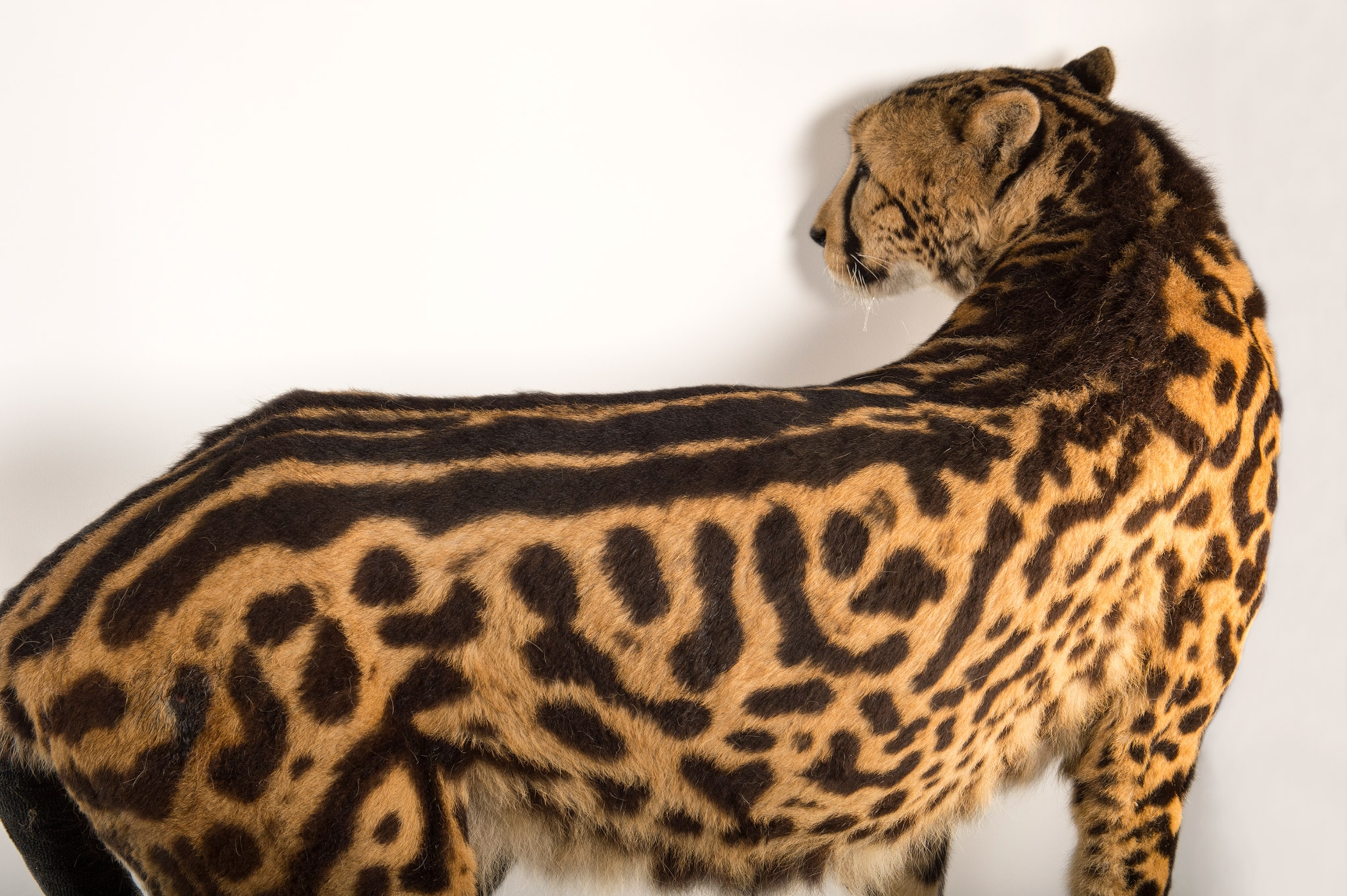 a cheetah