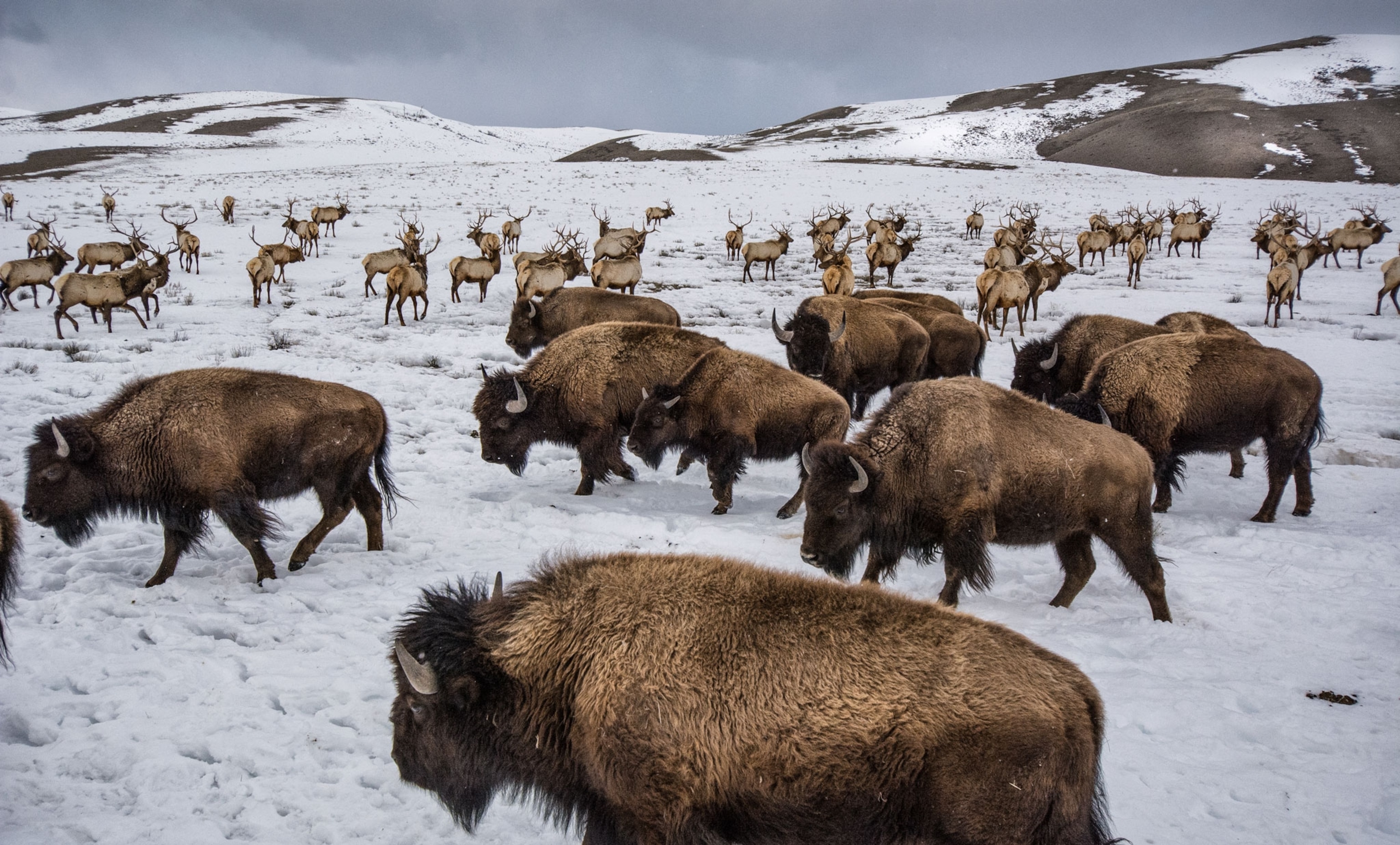 bison and elk at the National Elk Refuge near Jackson, Wyoming