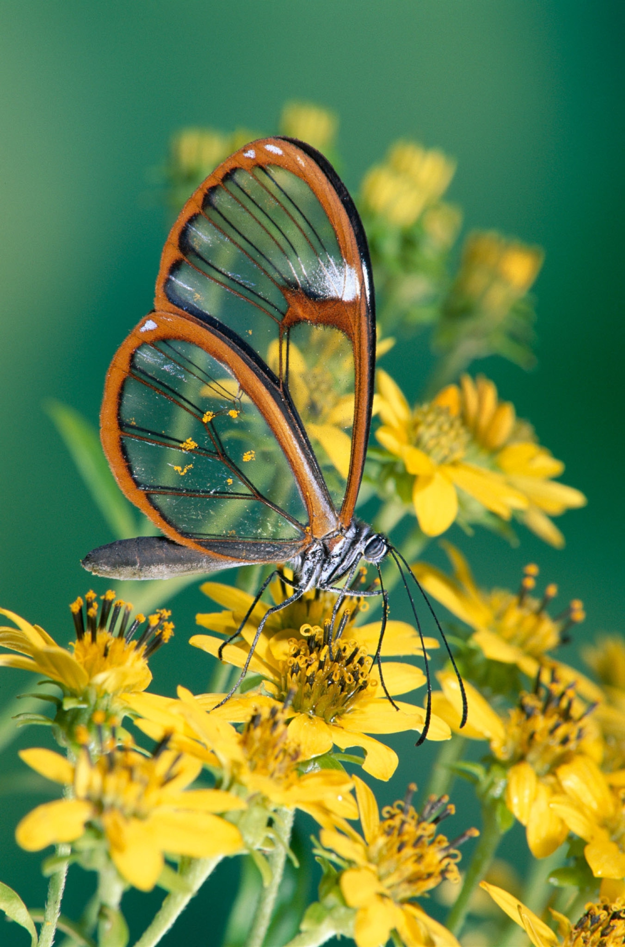 butterfly