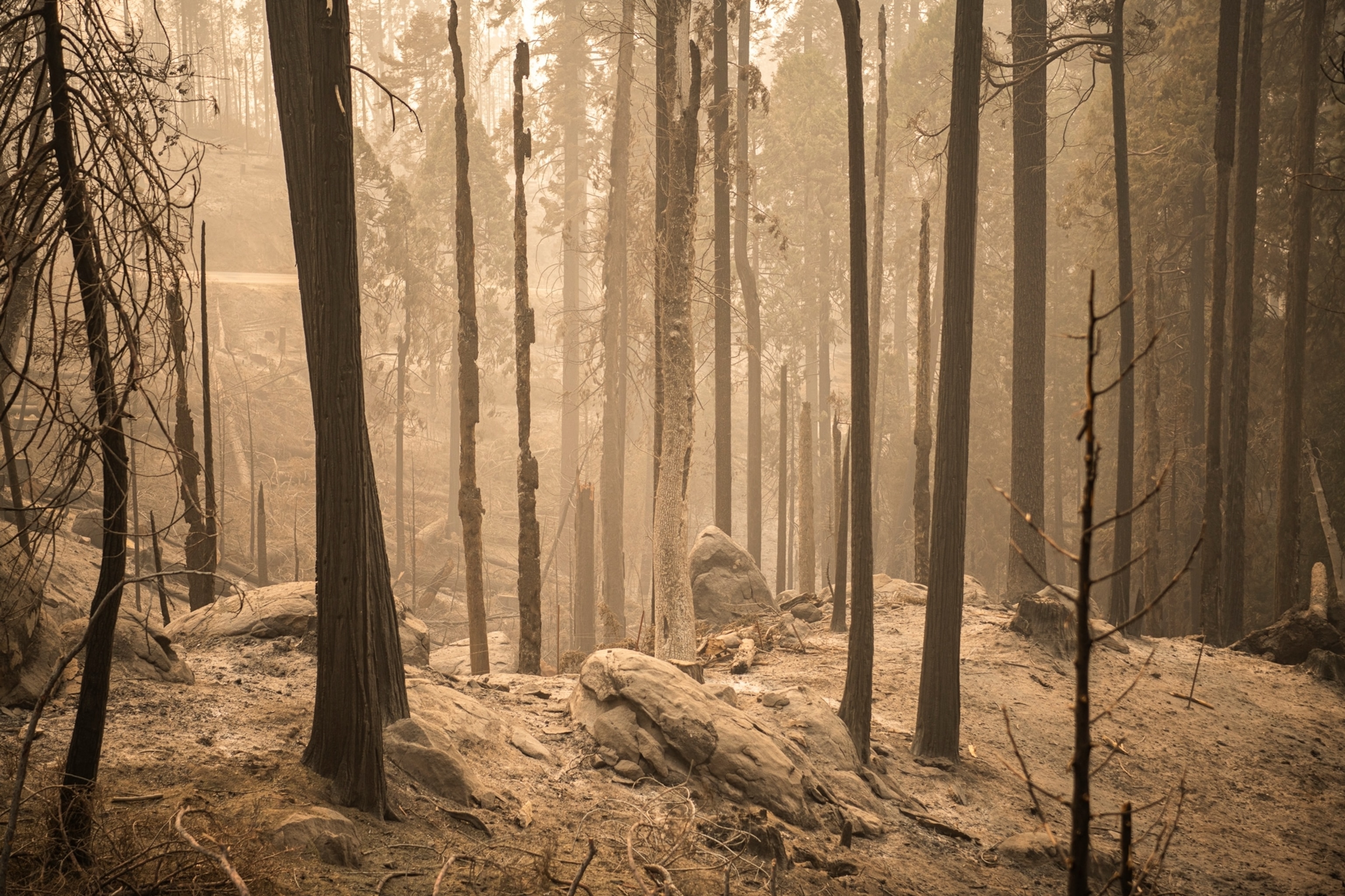 burned lanscape