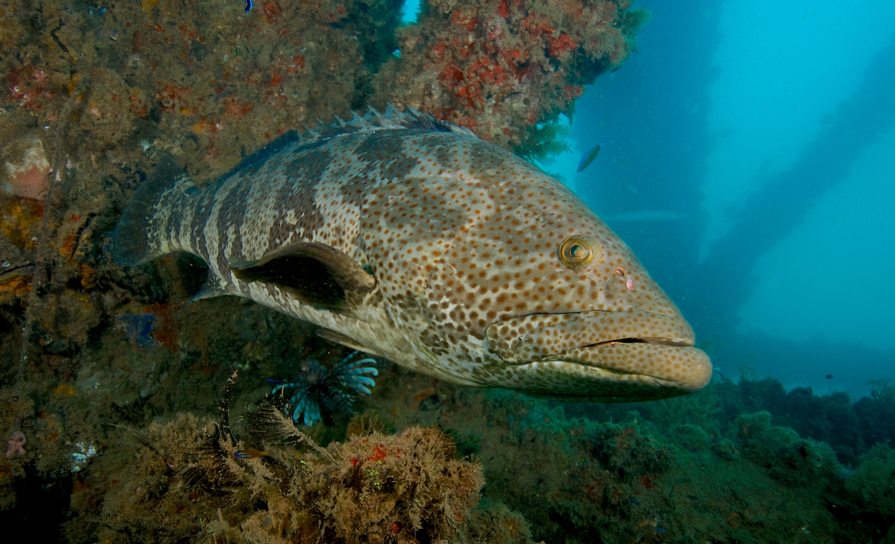 a grouper under the Navy pier near Exmouth, Western Australia