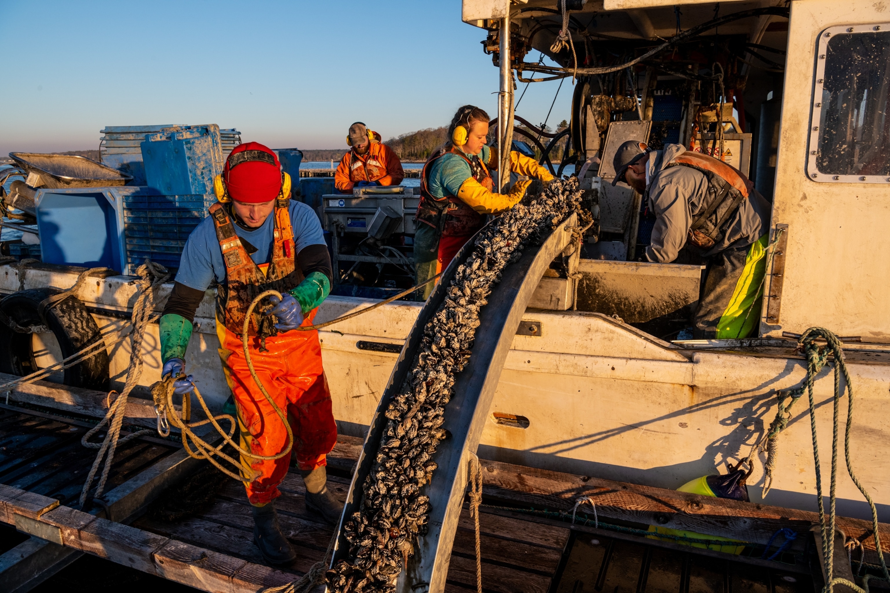 Seafood harvesters clean and sort Blue Mussels on a boat by the water.