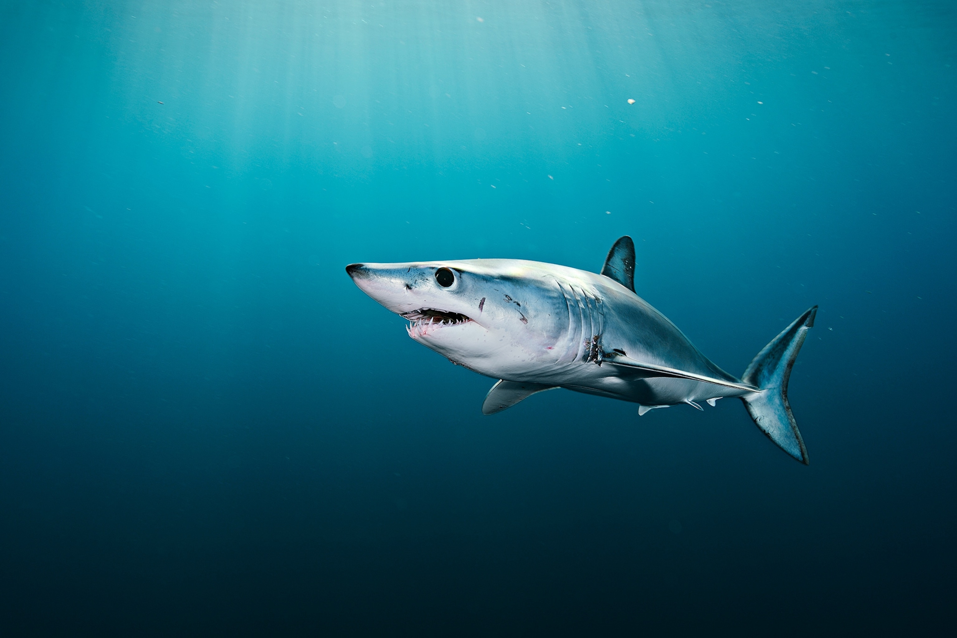 a shortfin mako shark