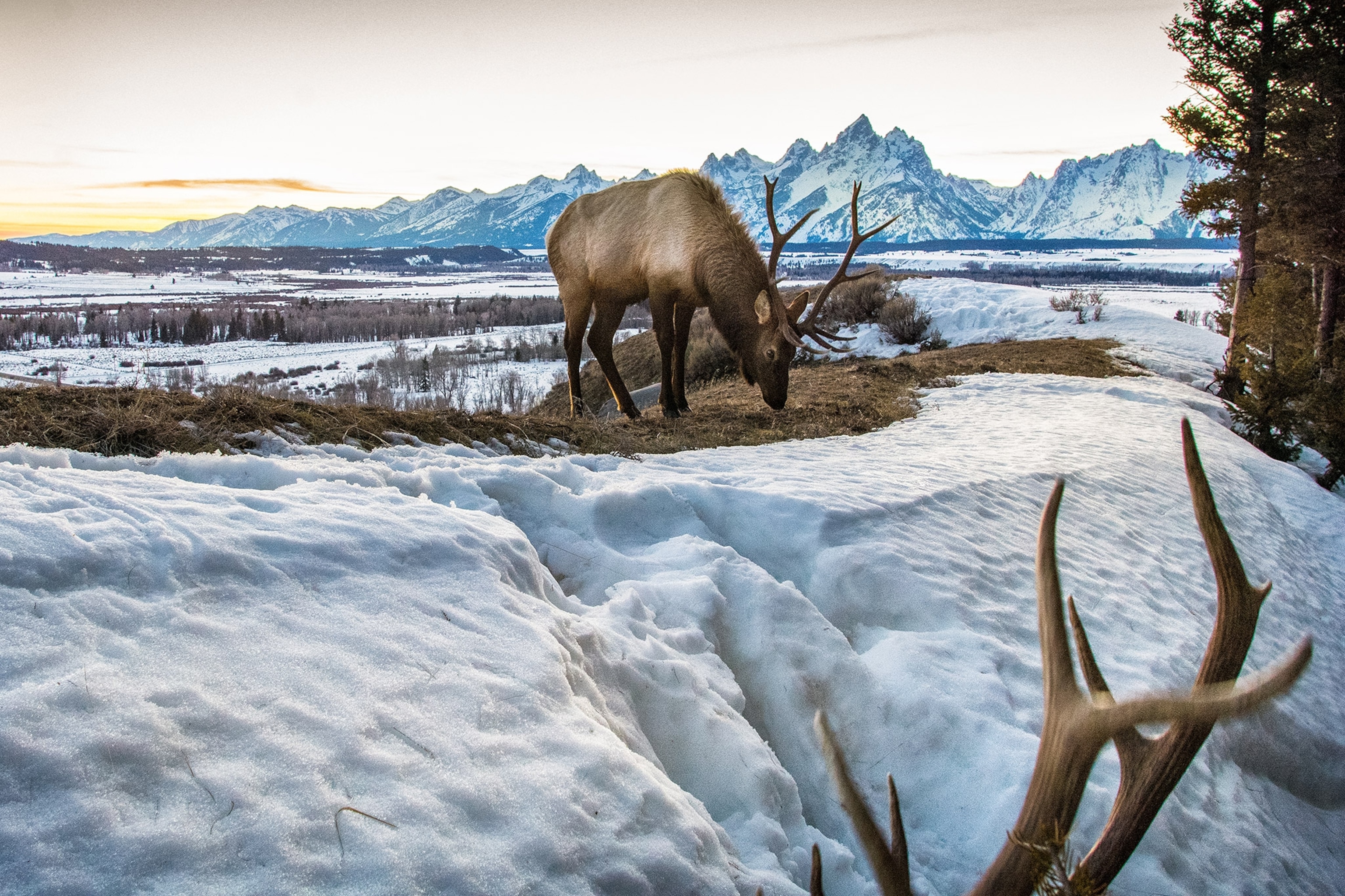 A remote camera captures an elk in Grand Teton National Park.