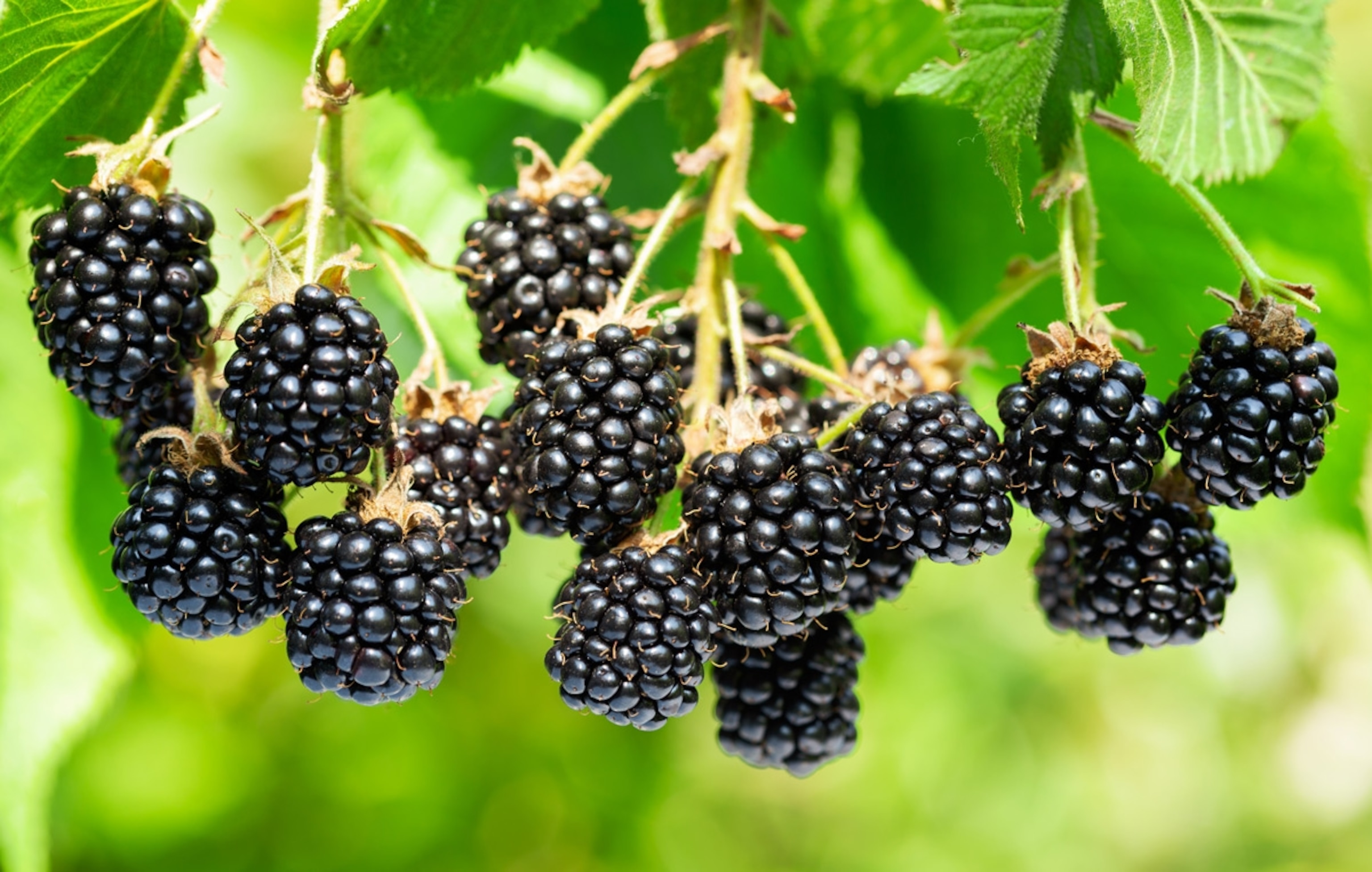 Branch of ripe blackberries in a garden.
