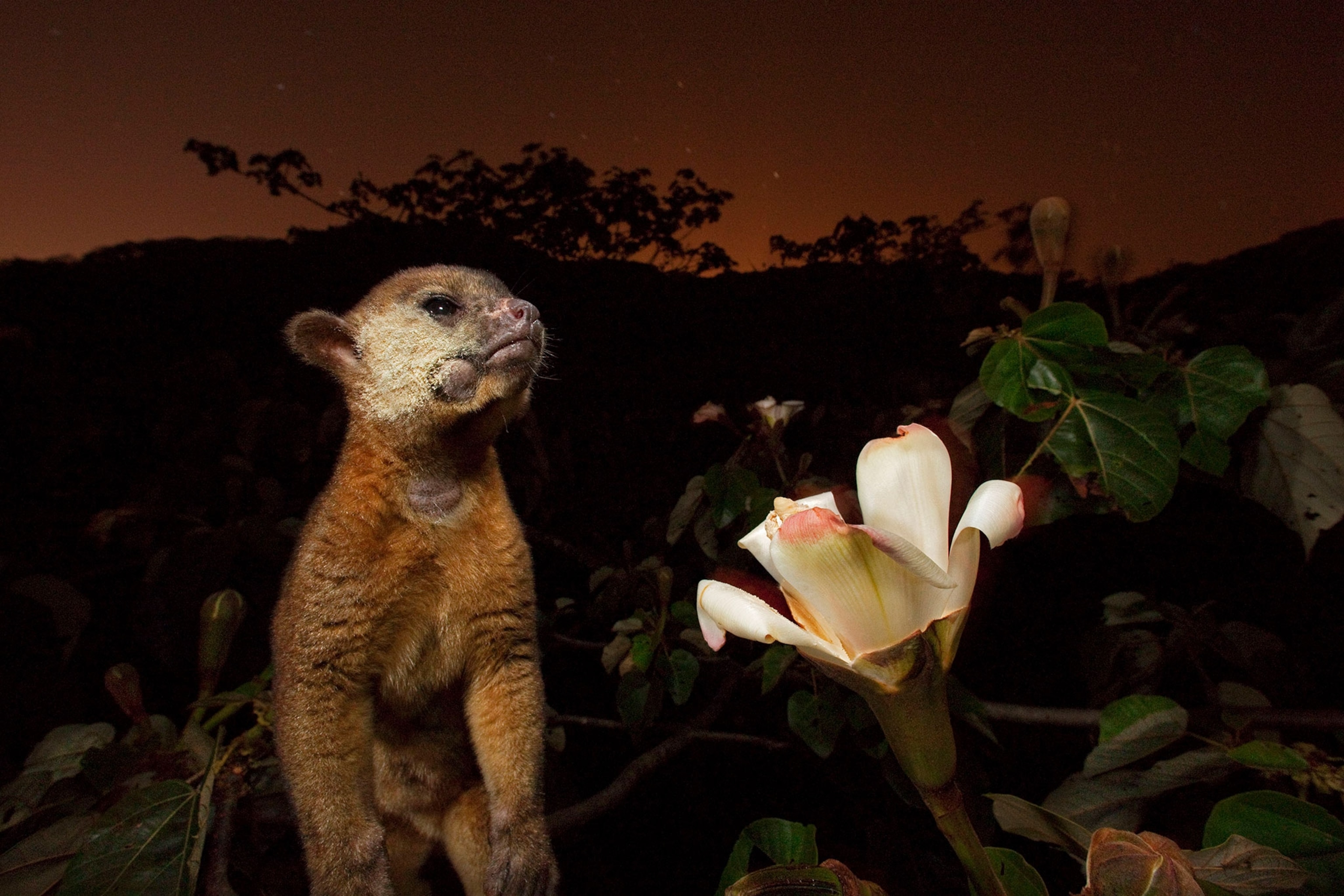 a kinkajou, with pollen-dusted cheek, feeds on nectar