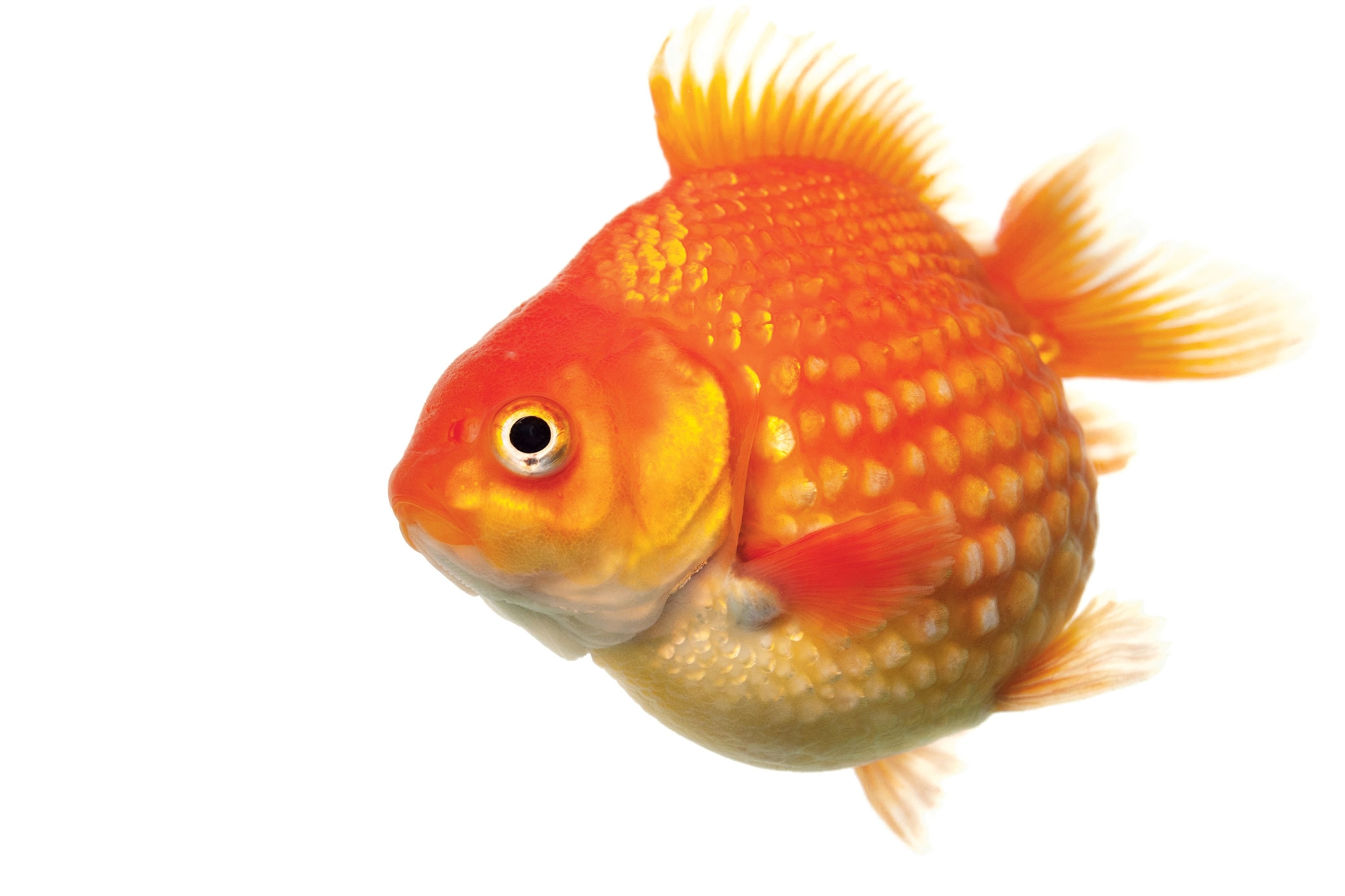 a goldfish