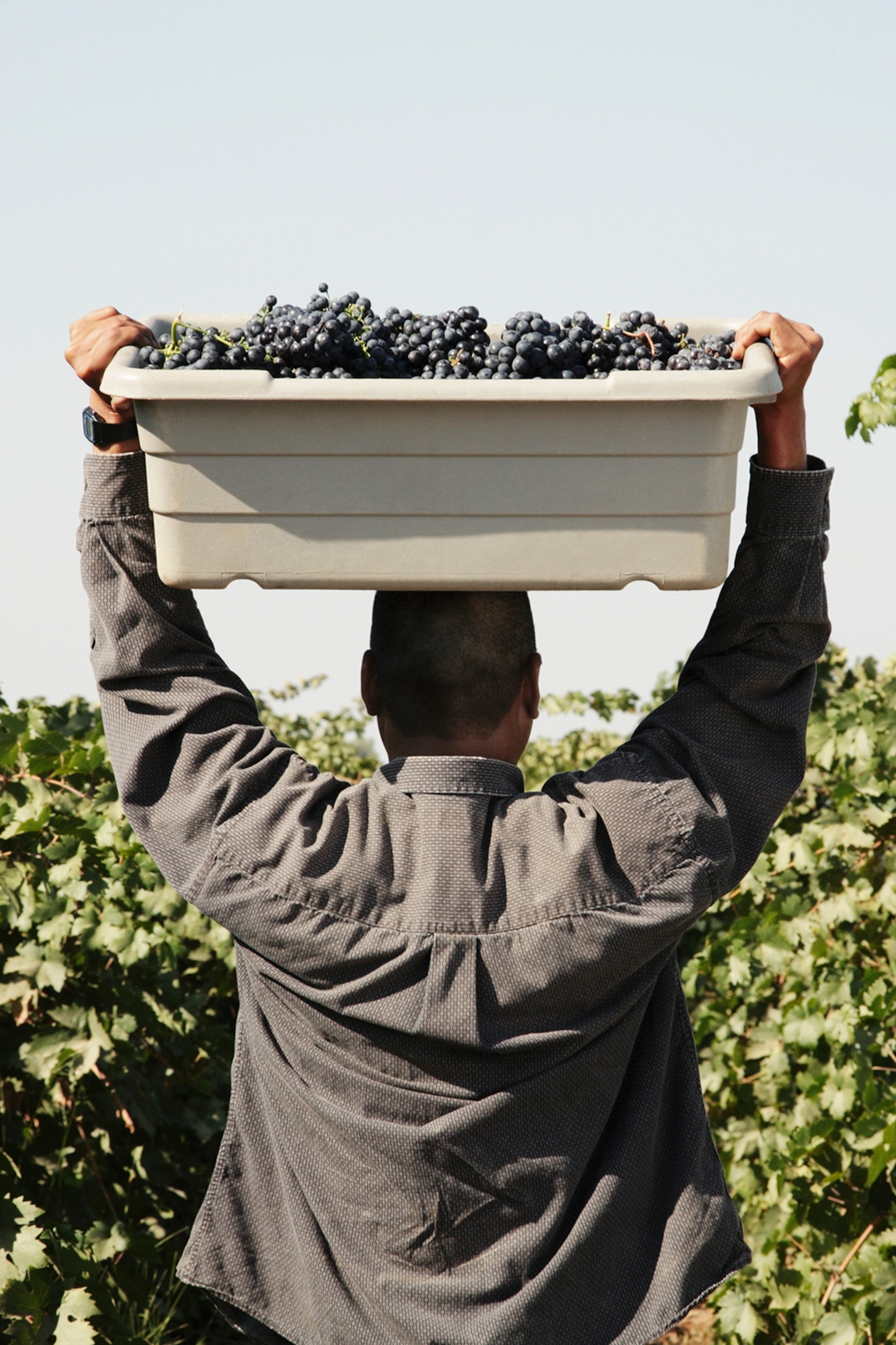 A man carrying a plastic crate of dark grapes on his head while walking through a vineyard.