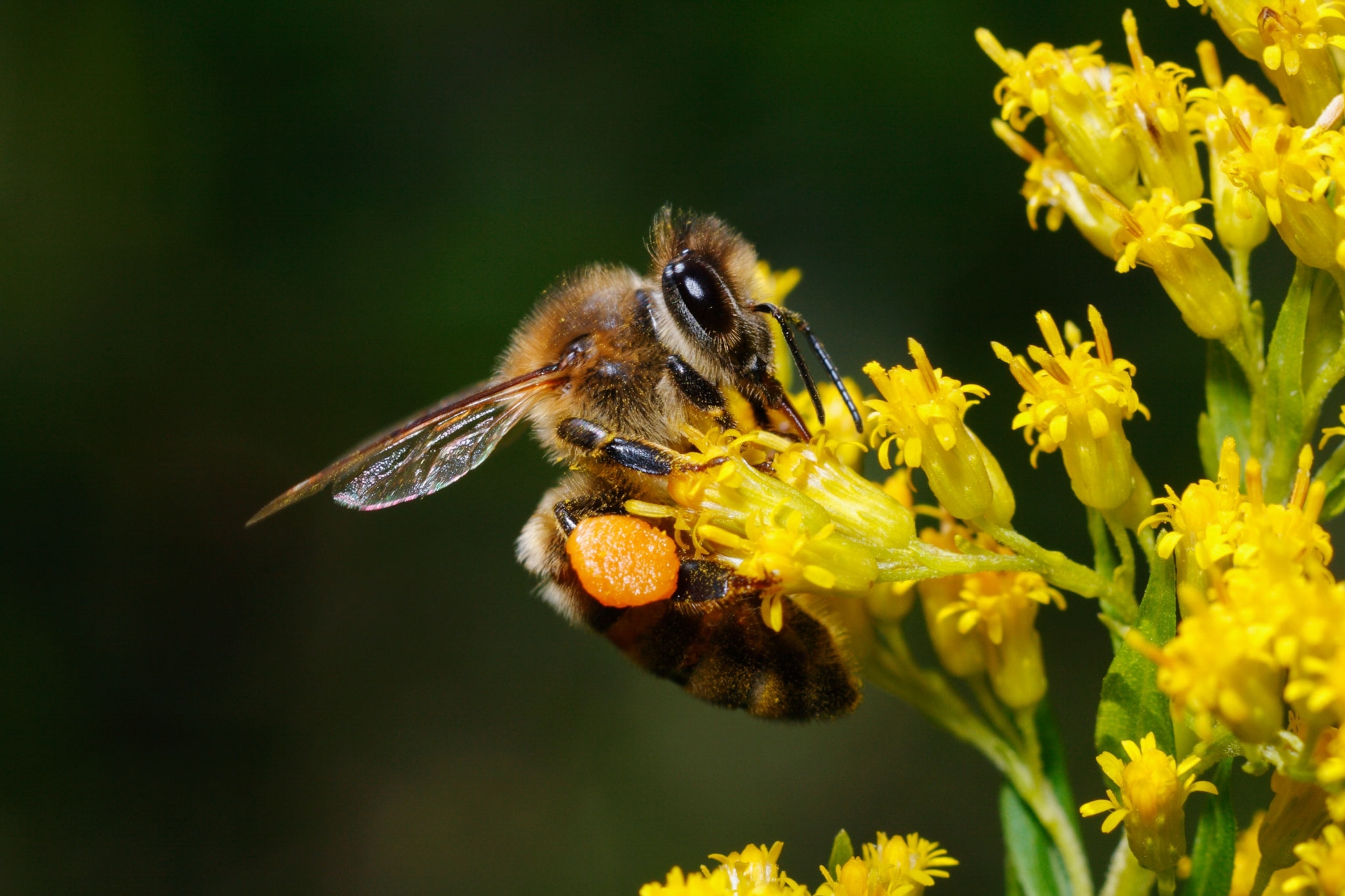 a honeybee on a yellow flower